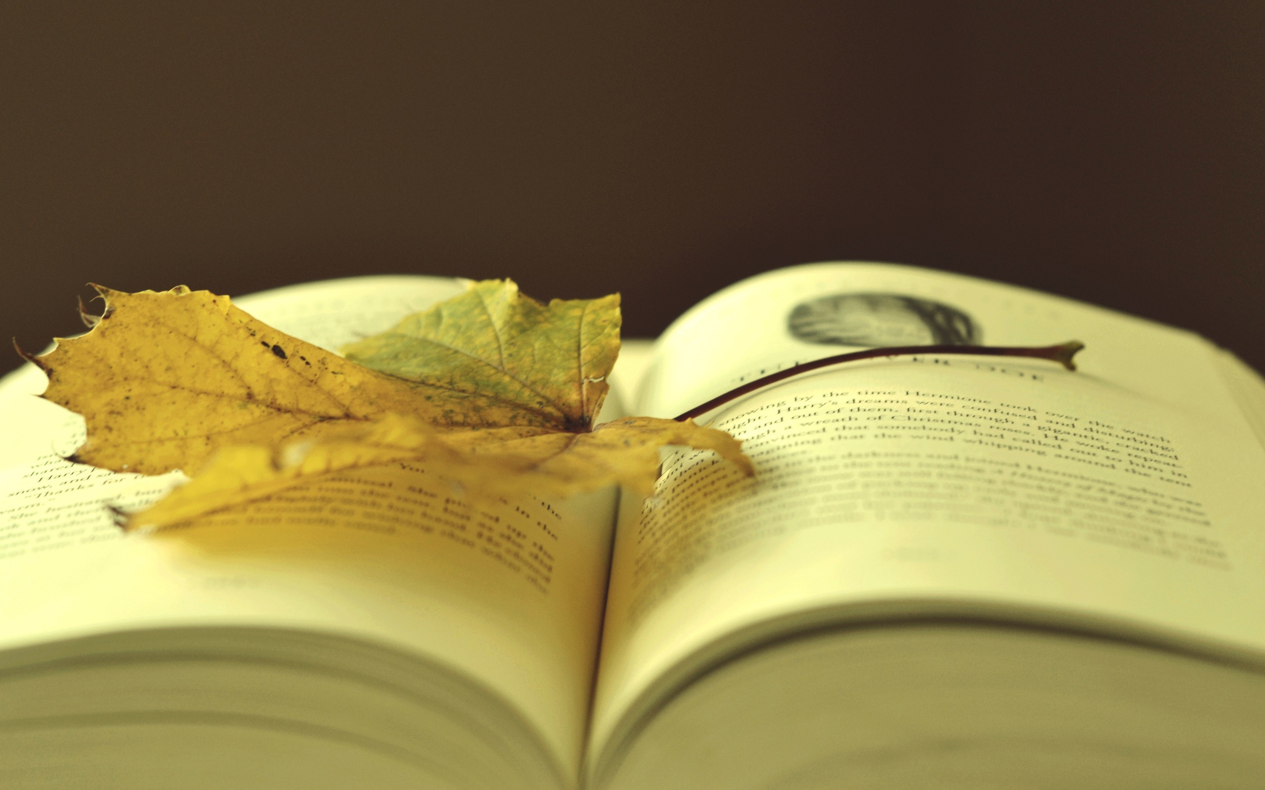 Libro aperto, Foglia secca, Autunno, 2K, sfondo Windows 11