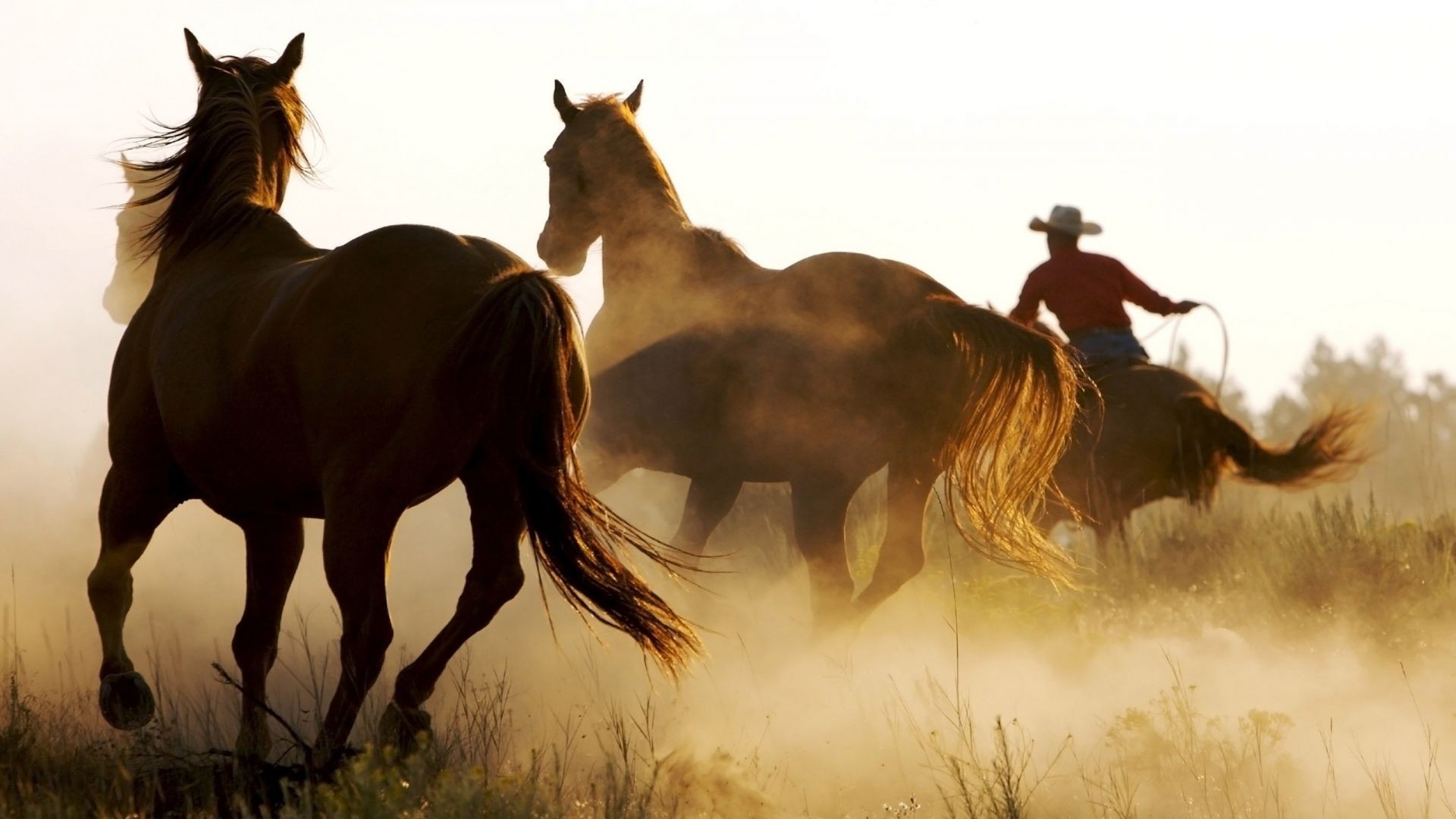 Cavalli, Cowboy, Polvere, Controluce, Full HD 1080p, sfondo desktop