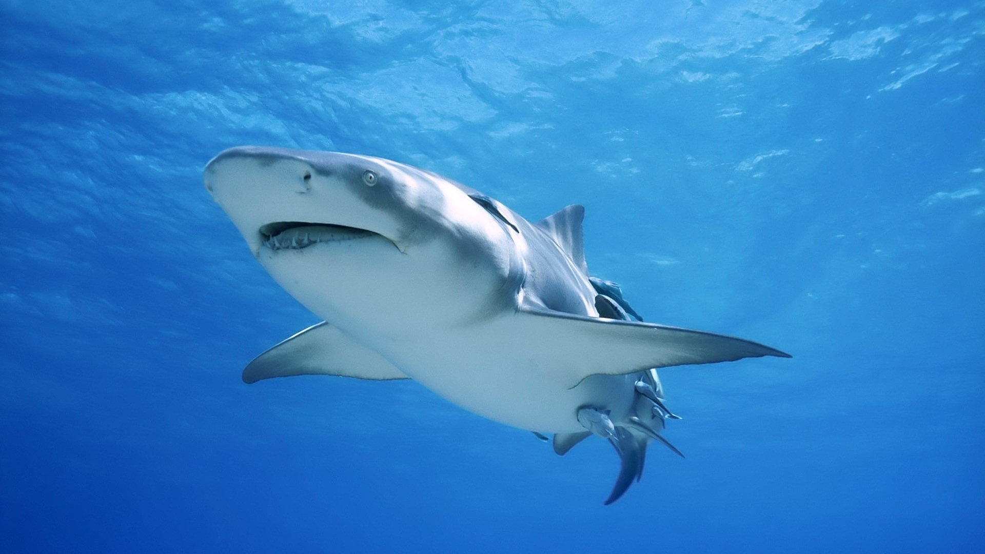 Squalo, Squalo grigio, Remore, Oceano, 16:9 Full HD, sfondo widescreen