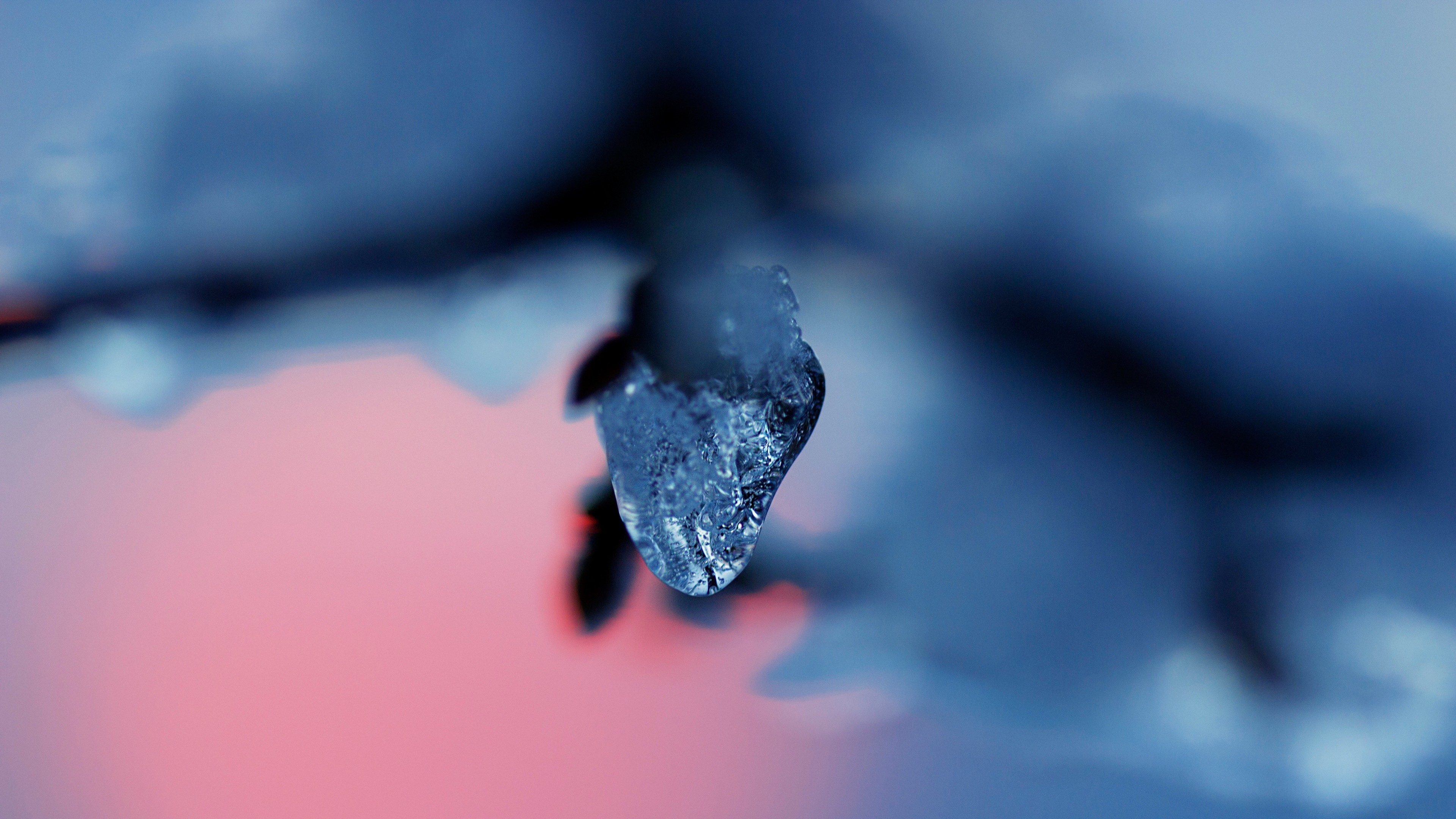 Macro, Ghiaccio, Ramo, Sfocatura, Rosa, 4K, sfondo per PC e portatile