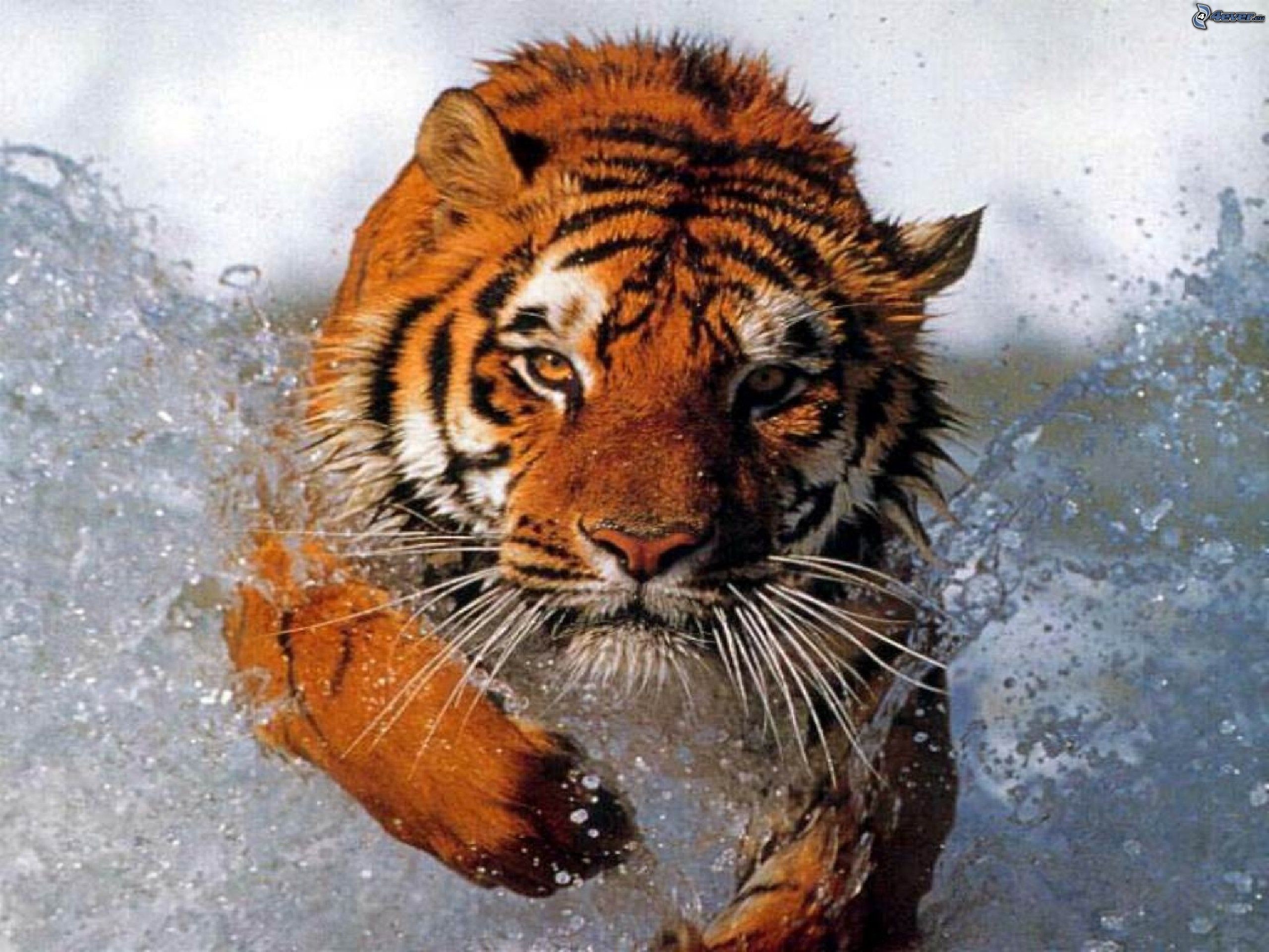 Tigre, Acqua, Spruzzi, Corsa, 2K, schermata di blocco iPad
