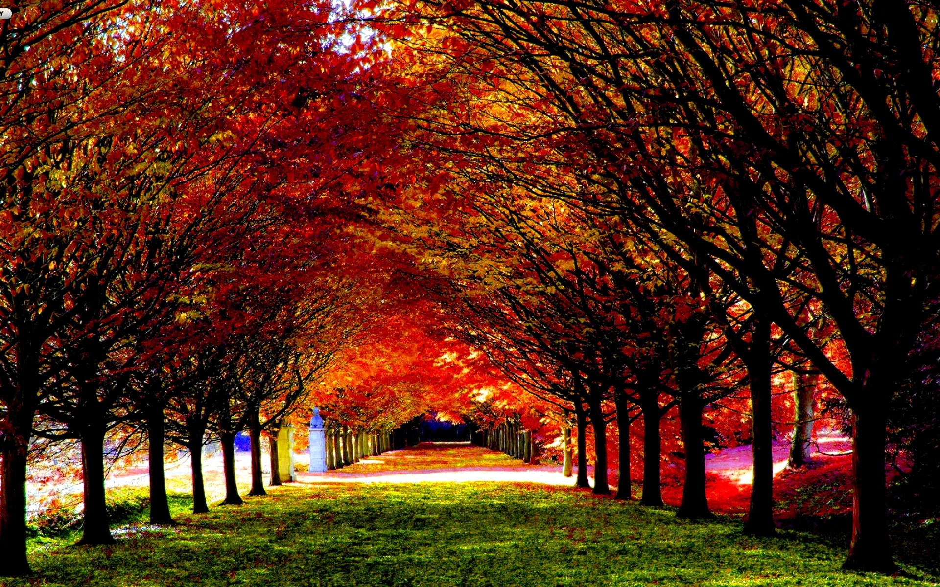 Tunnel di alberi, Viale, Foglie rosse, Prato, 1920x1200, sfondo per PC