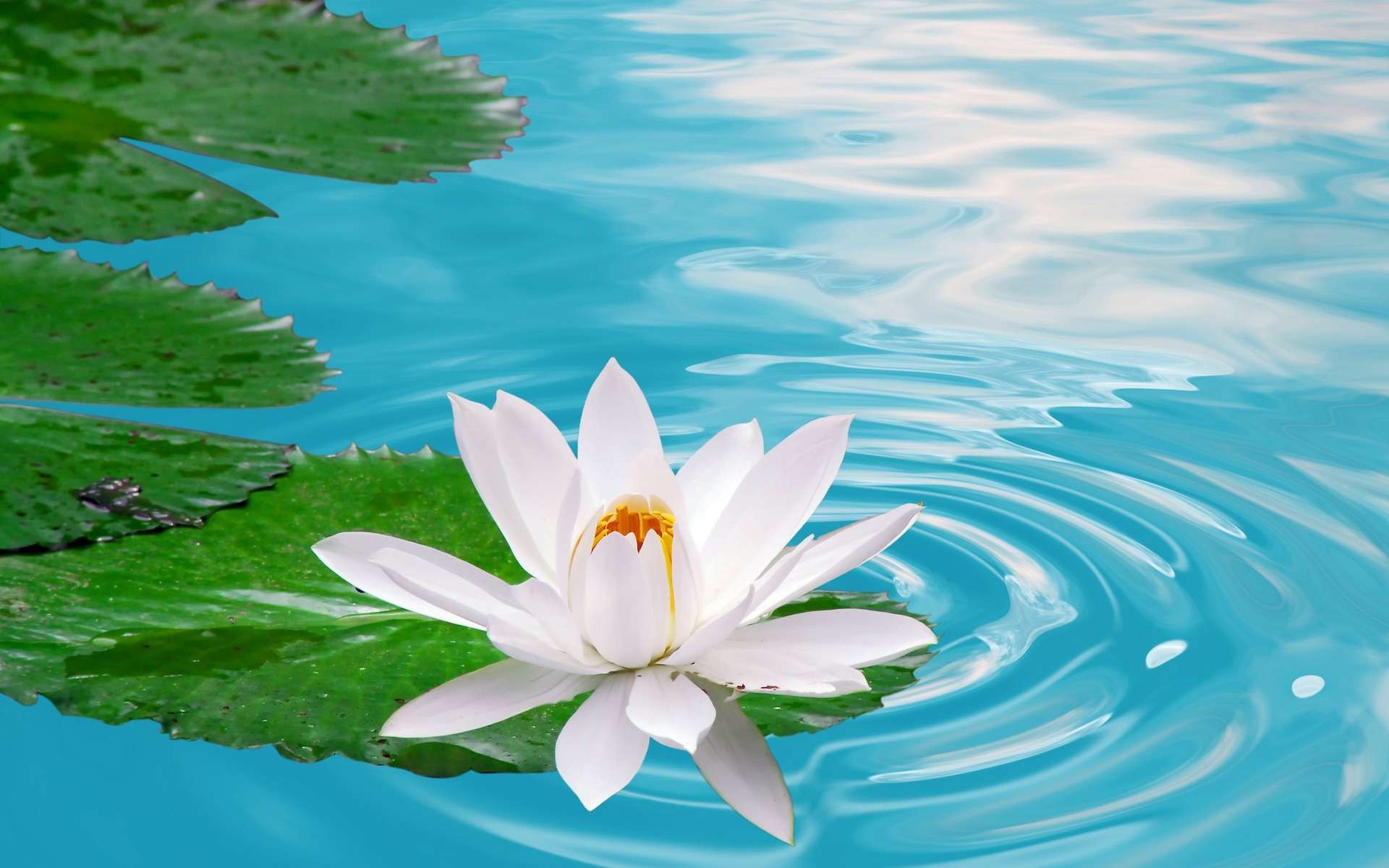 Fiore di loto, Ninfea, Acqua, Azzurro, wallpaper Android