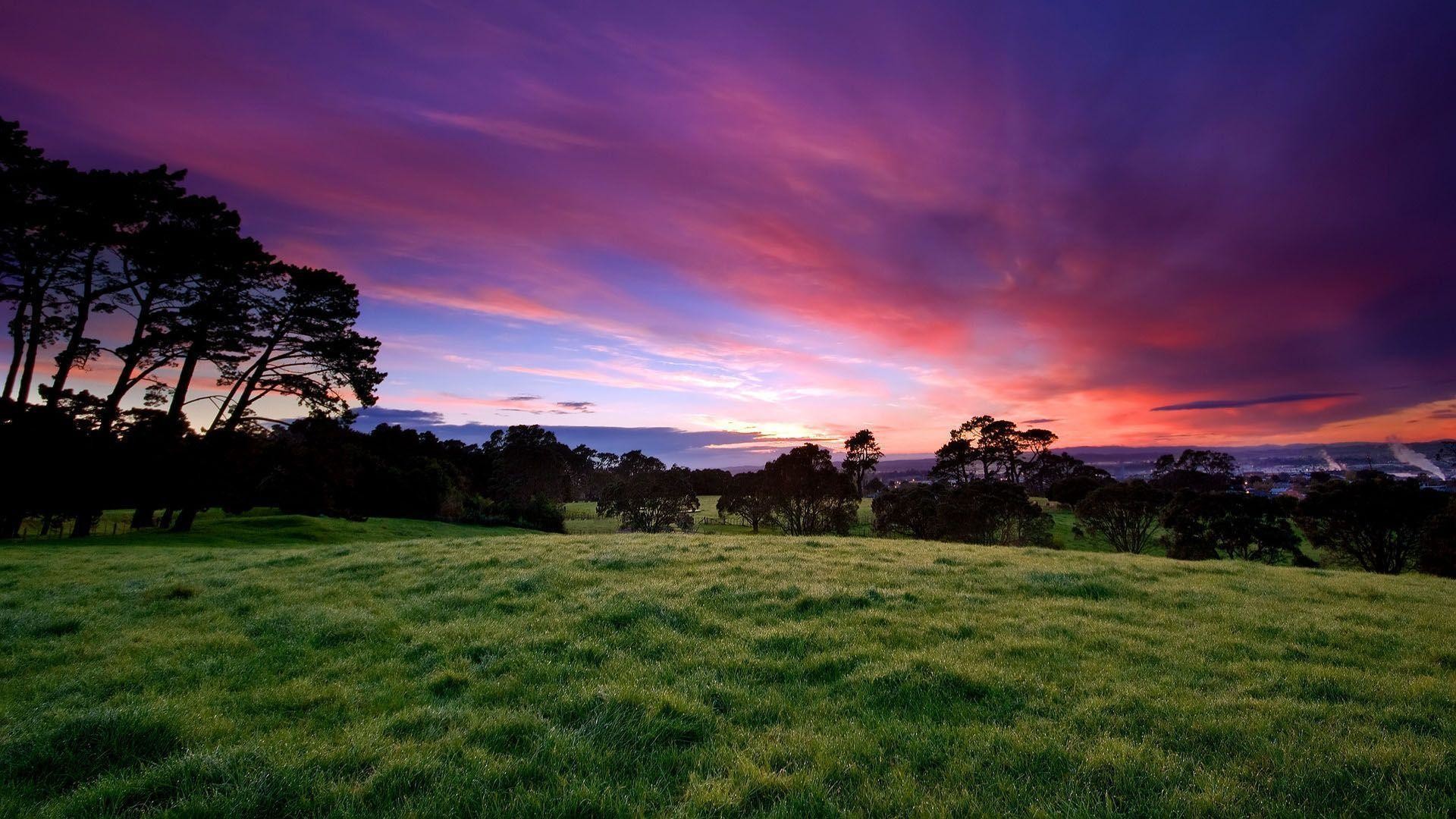 Prato, Alberi, Tramonto viola, Cielo, Full HD, sfondo per PC