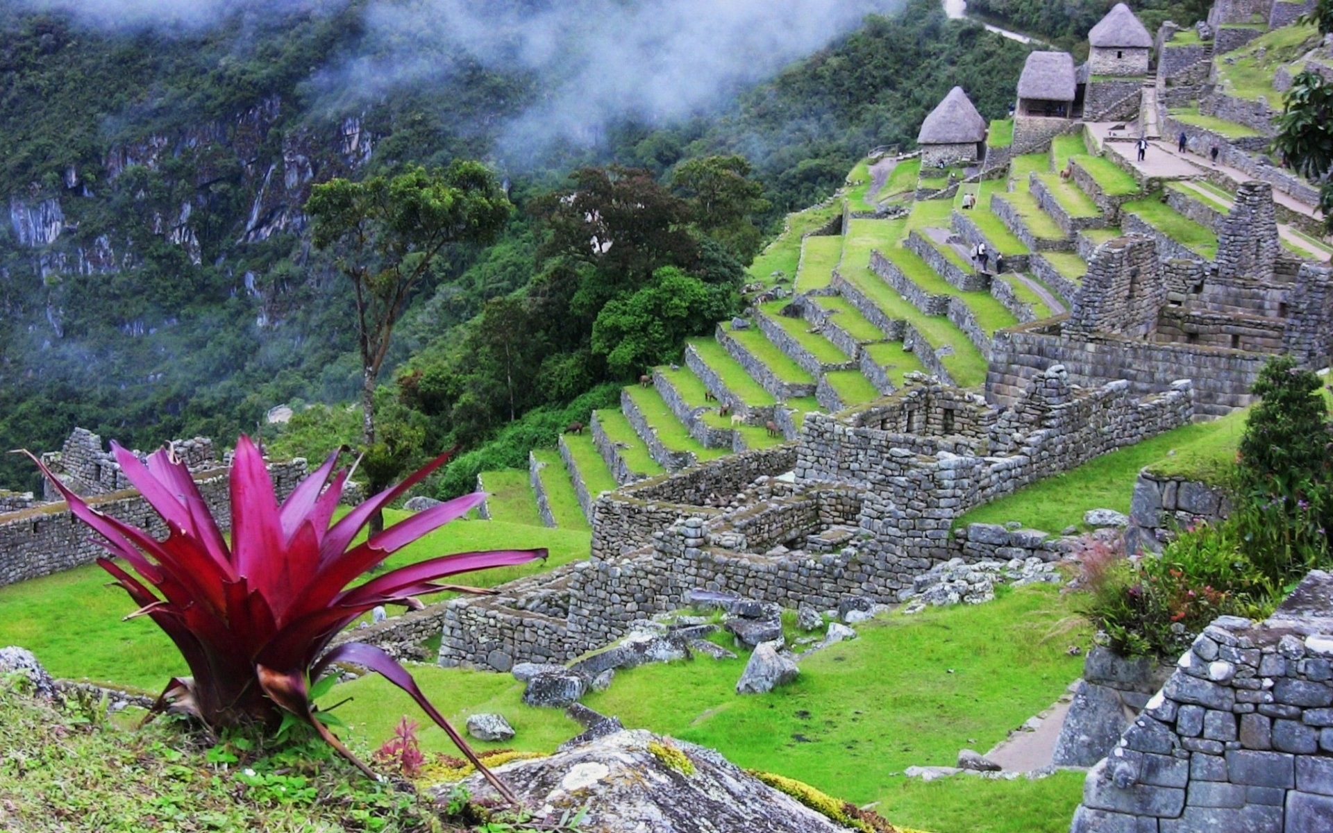 Machu Picchu, Perù, Bromelia, Terrazzamenti, Fiore rosso, 16:10 Full HD, sfondo widescreen