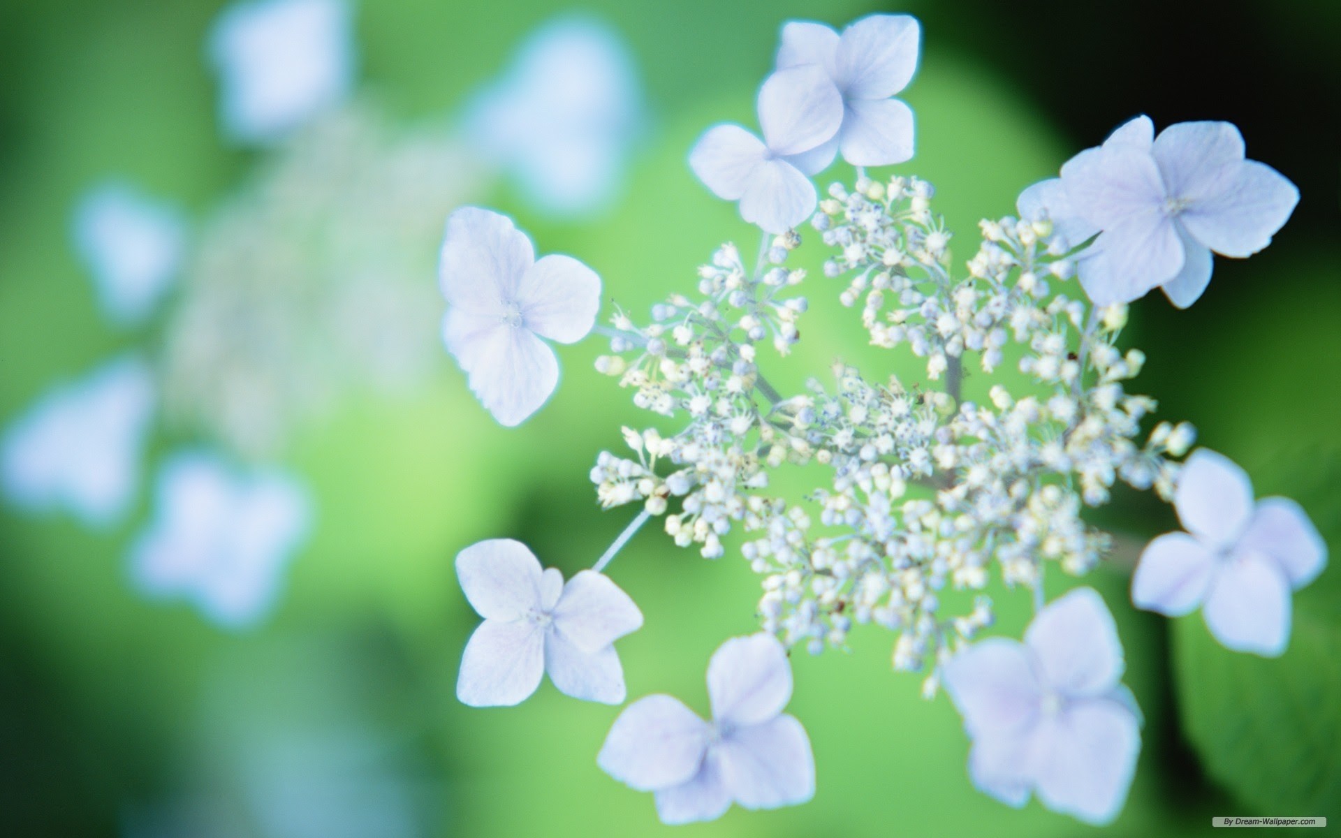 Ortensia, Fiori azzurri, Bokeh verde, 1920x1200, immagine di sfondo