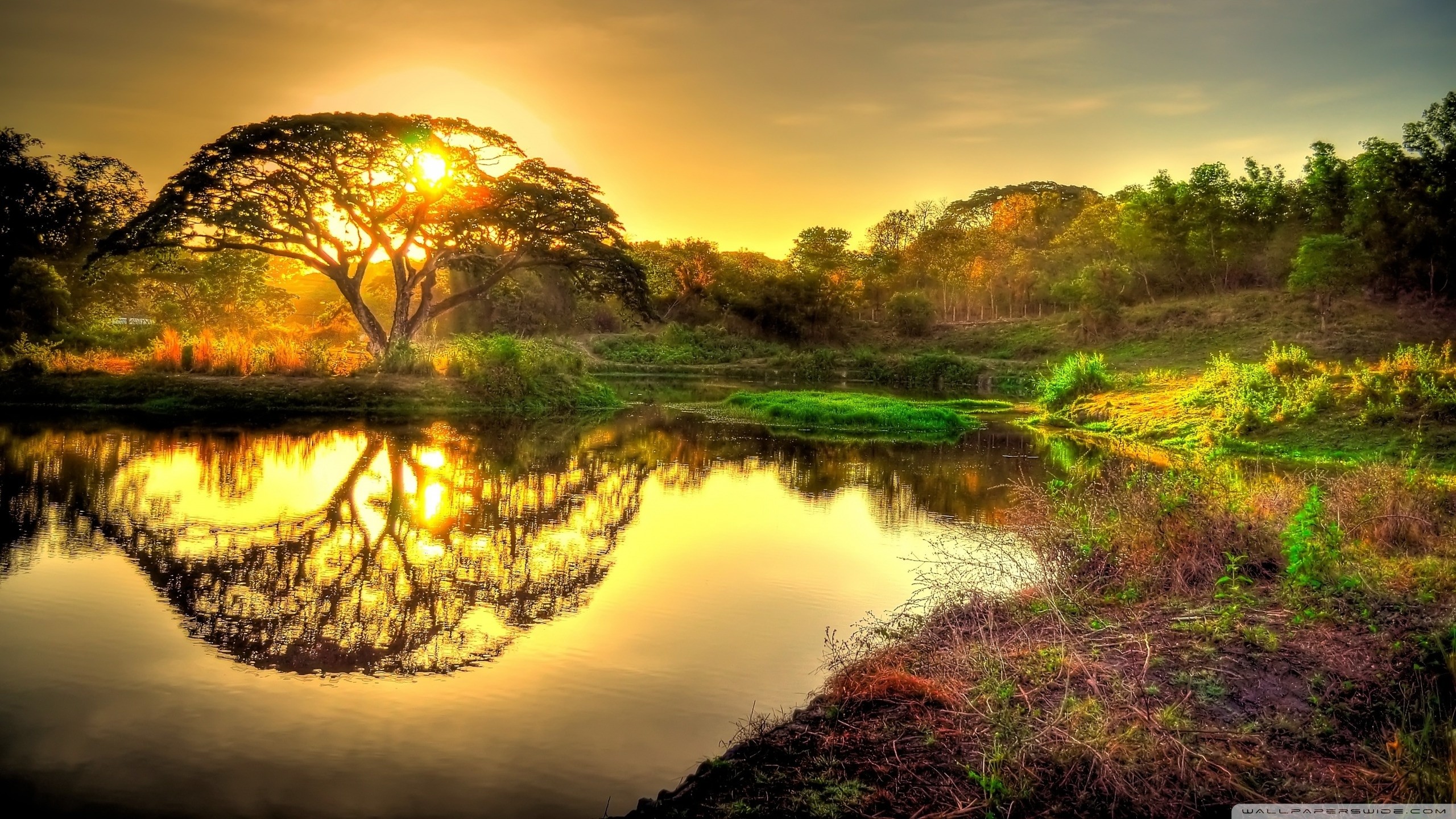 Albero, Lago, Riflesso, Tramonto, Natura, 2K 1440p, sfondo desktop