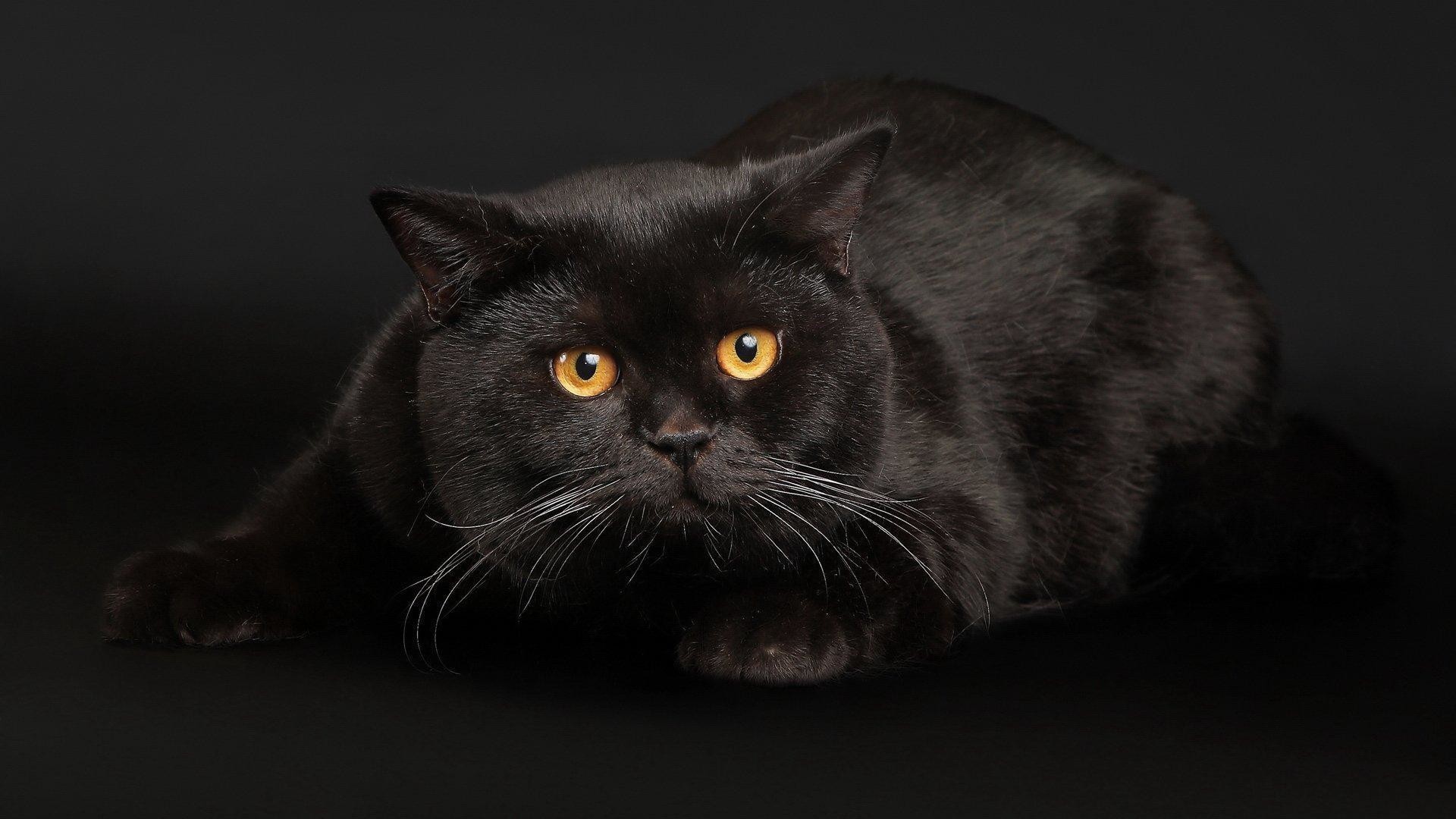 Gatto nero, British Shorthair, Occhi arancioni, Sfondo scuro, Full HD, wallpaper per PC
