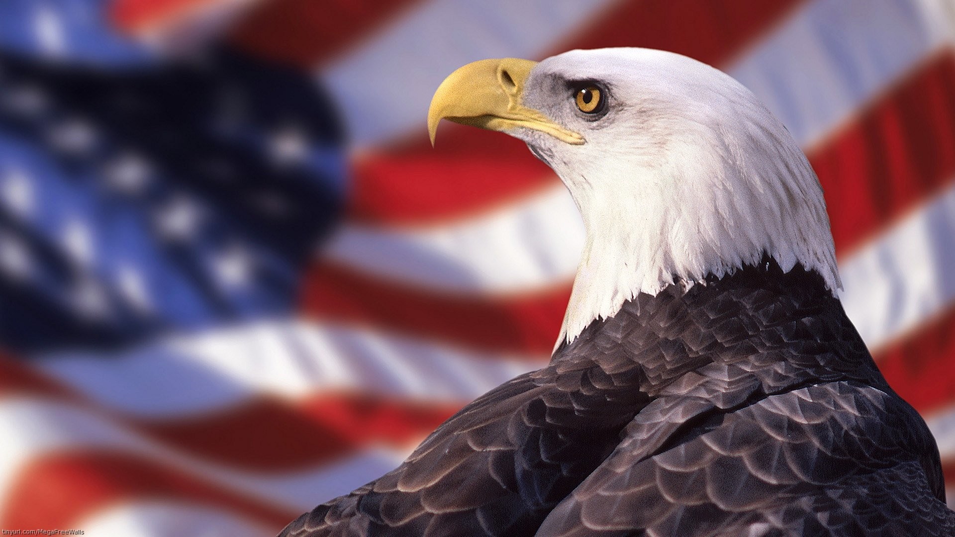 Aquila calva, Bandiera americana, Stati Uniti, Full HD, sfondo desktop