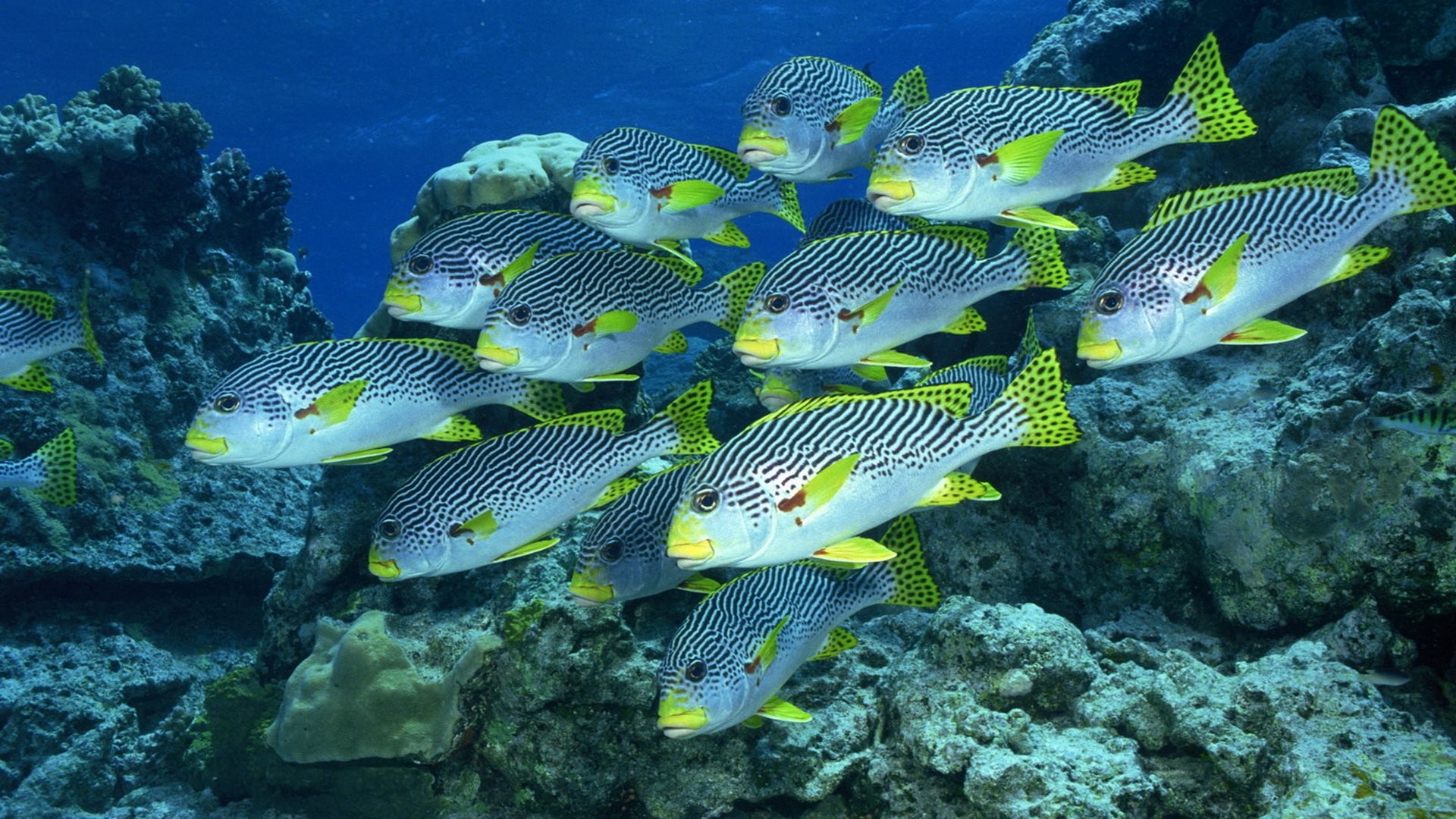 Banco di pesci, Pesci grugnitori, Barriera corallina, Sott'acqua, sfondo desktop