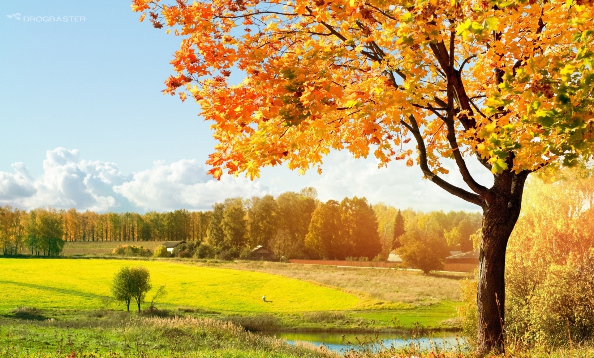 Acero, Prato verde, Campagna, Cielo sereno, Autunno, Full HD, wallpaper per desktop