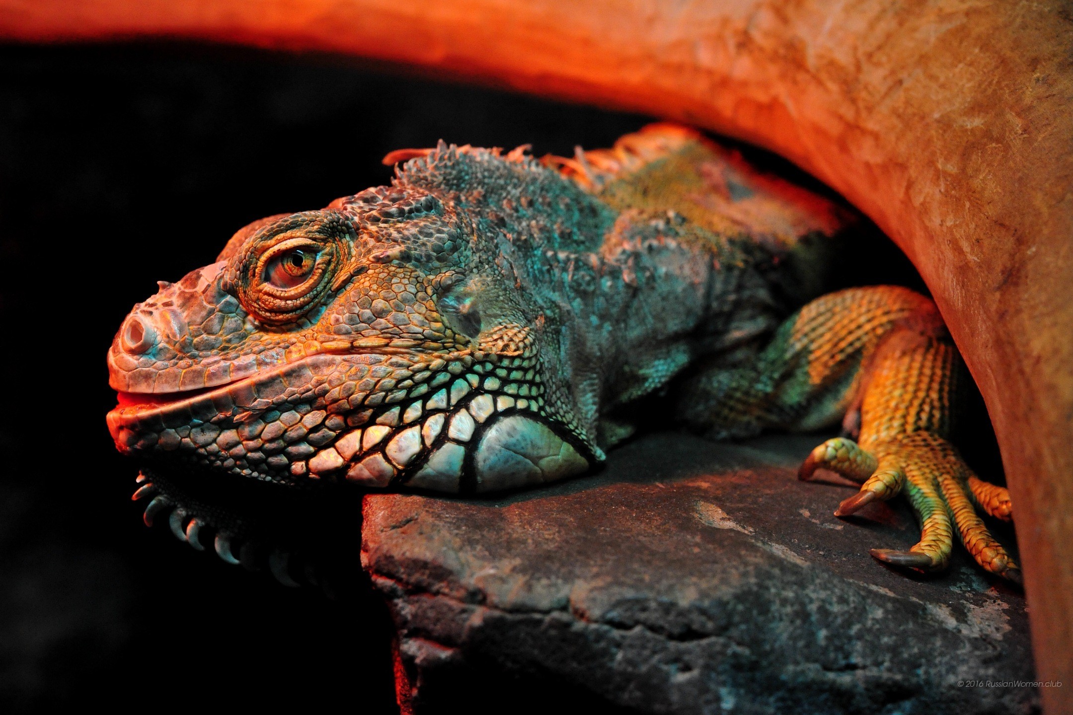 Iguana, Rettile, Roccia, Animale, Full HD, wallpaper per PC