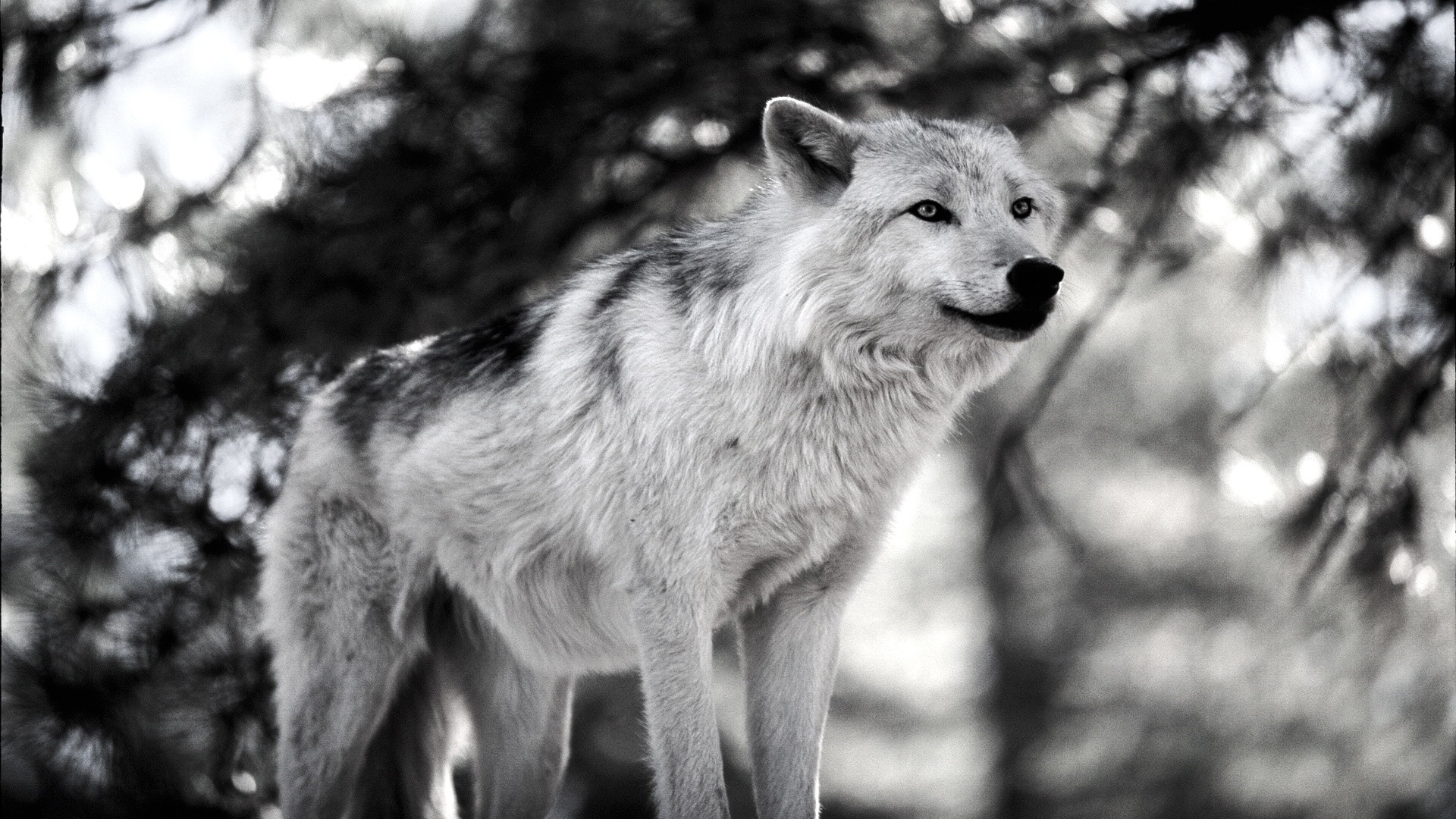 Lupo bianco, Bianco e nero, Foresta, Full HD, sfondo per portatile