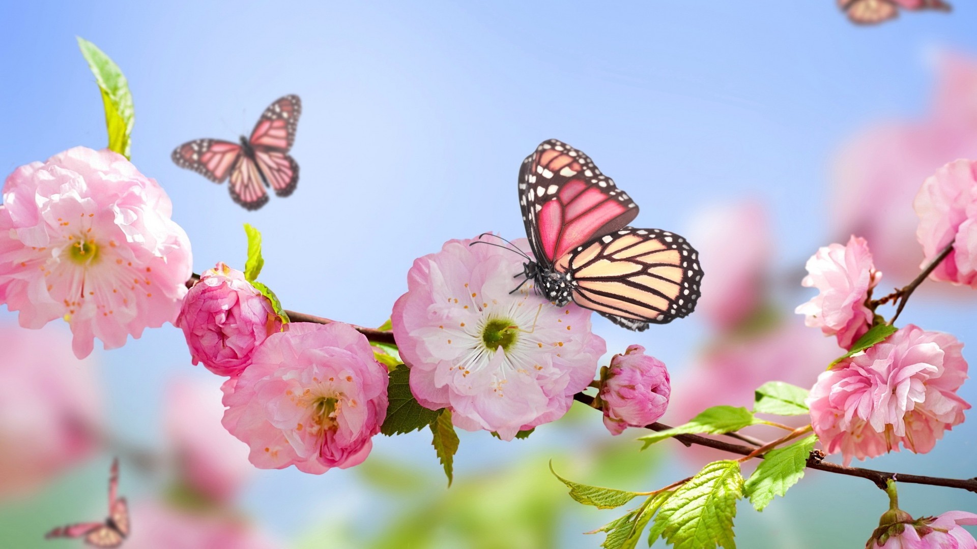 Farfalle, Fiori di pesco, Rosa, Primavera, Full HD, sfondo Windows 11