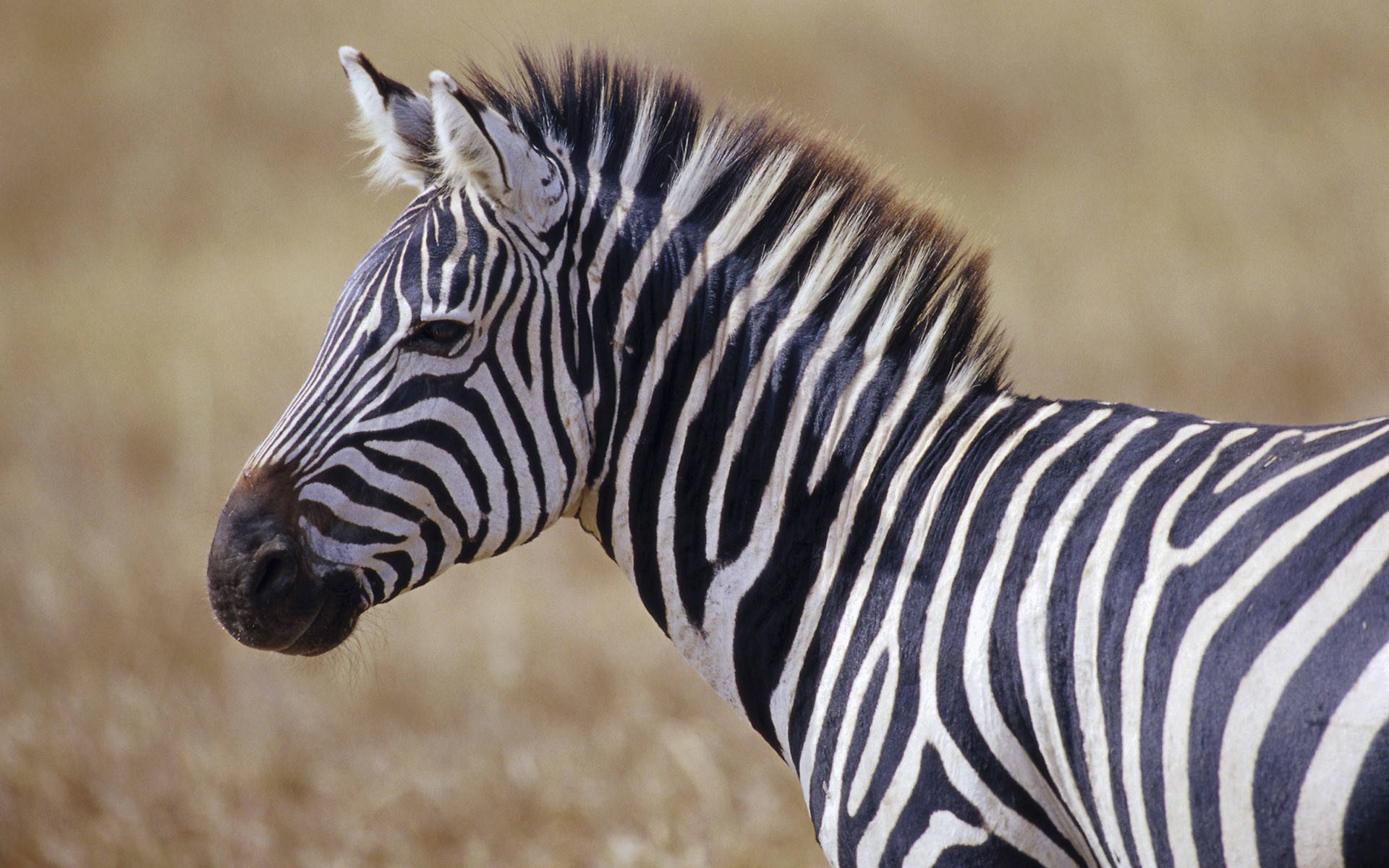 Zebra, Strisce, Savana, 1920x1200, sfondo per PC
