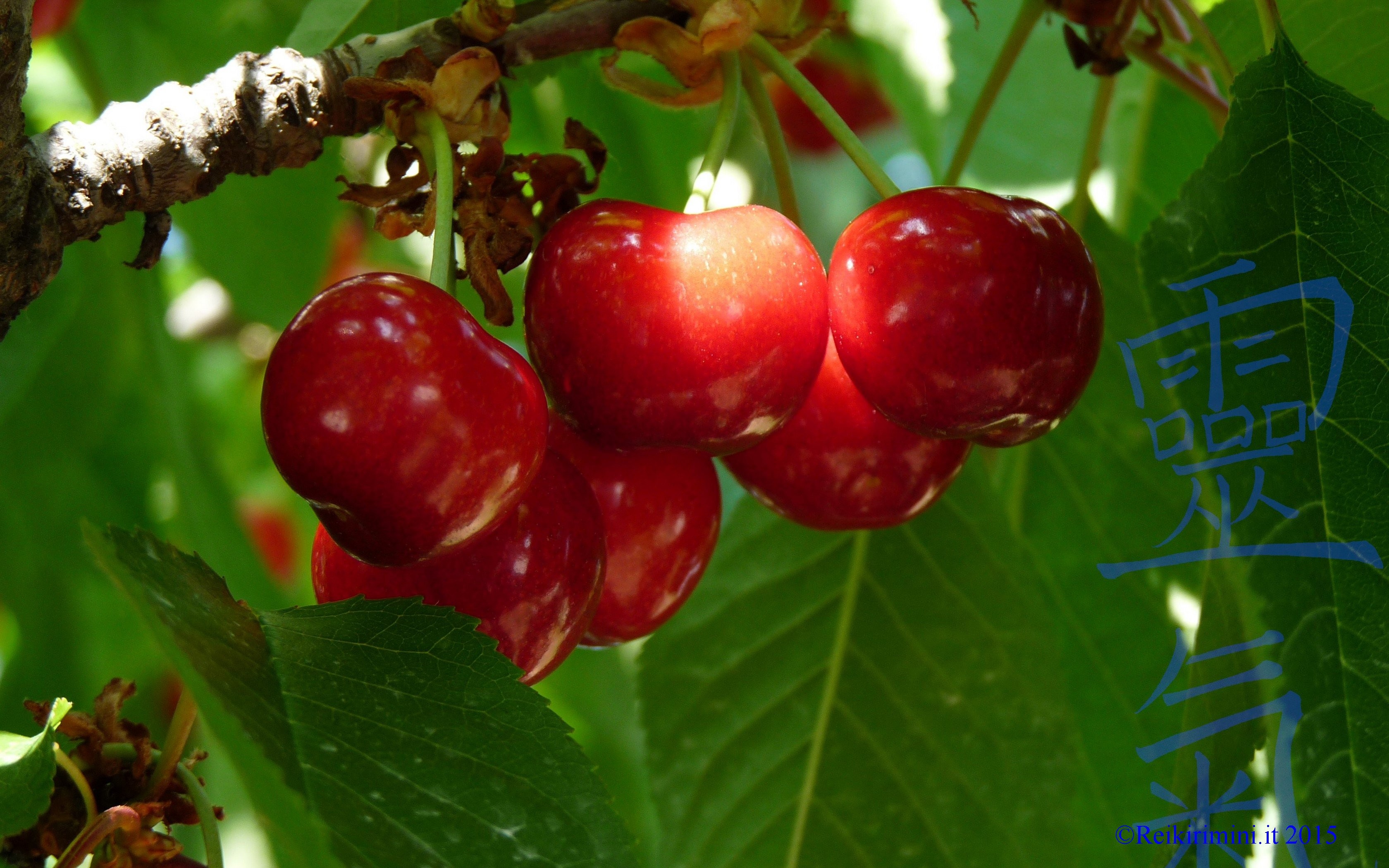 Ciliegie, Frutta, Foglie verdi, Primo piano, 2K, sfondo per desktop