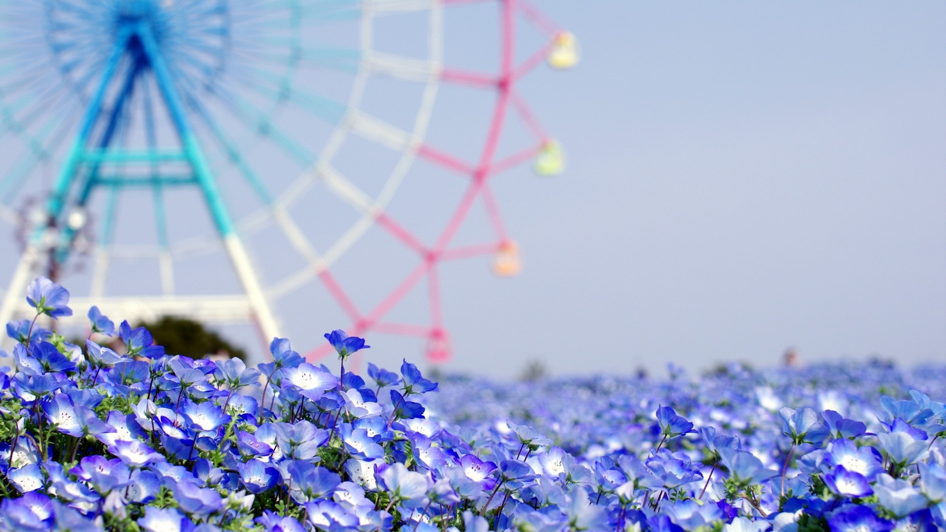 Nemophila, Ruota panoramica, Hitachi Seaside Park, Fiori blu, 16:9 Full HD, sfondo widescreen