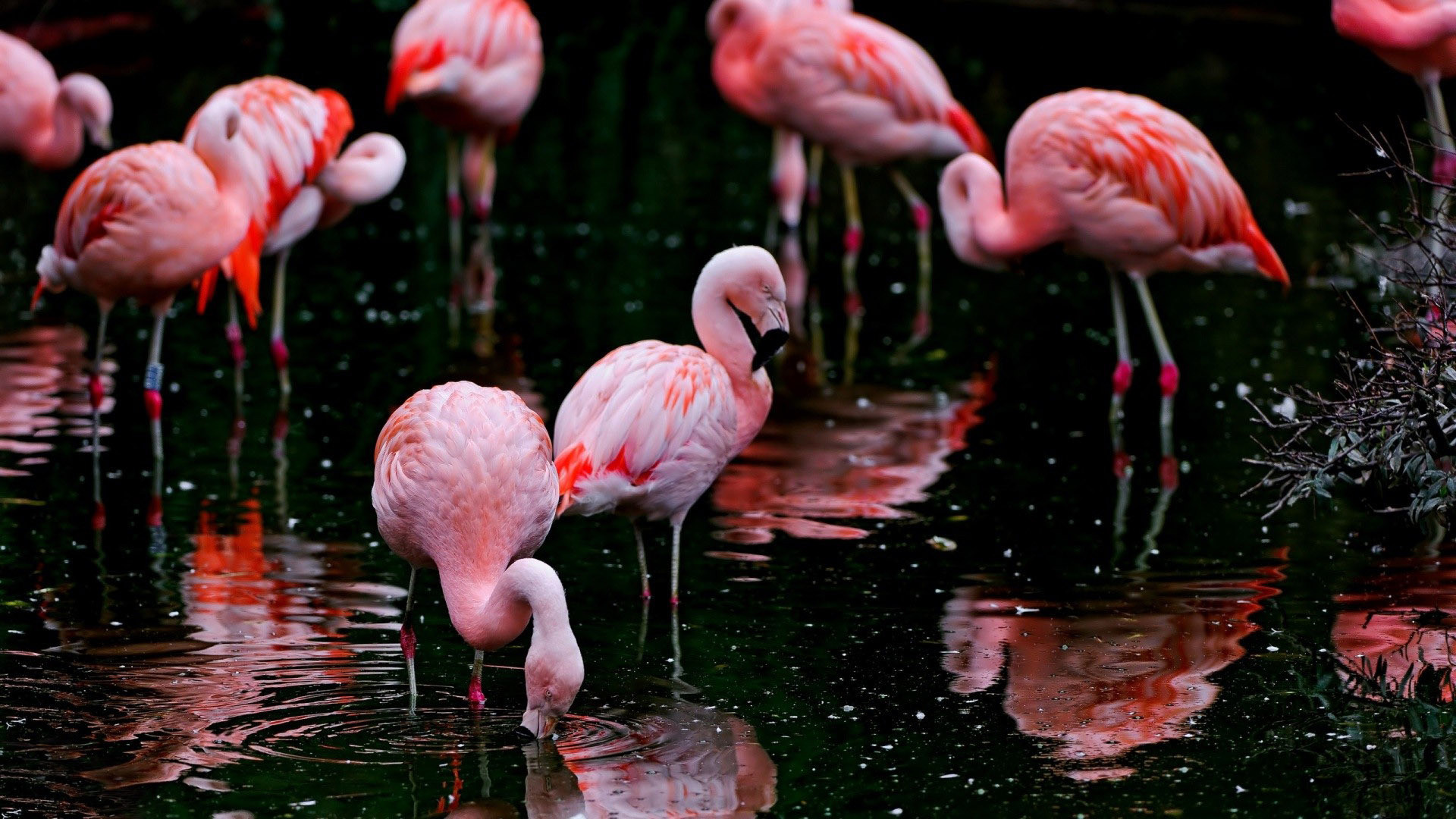 Fenicotteri rosa, Stagno, Riflesso, Stormo, Acqua scura, 16:9 Full HD, sfondo widescreen