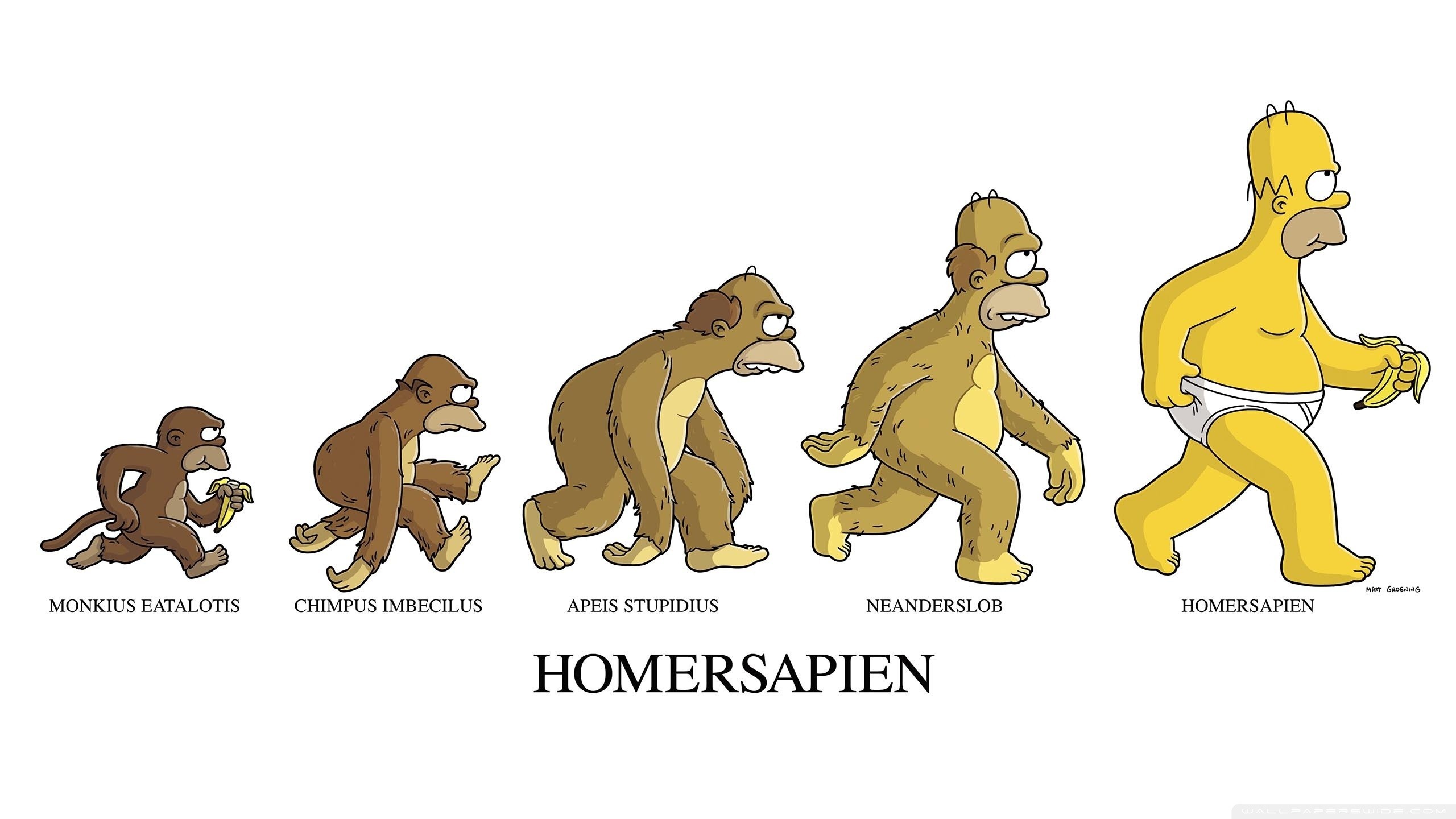 Homer Simpson, I Simpson, Homersapien, Evoluzione, 2K 1440p, sfondo desktop