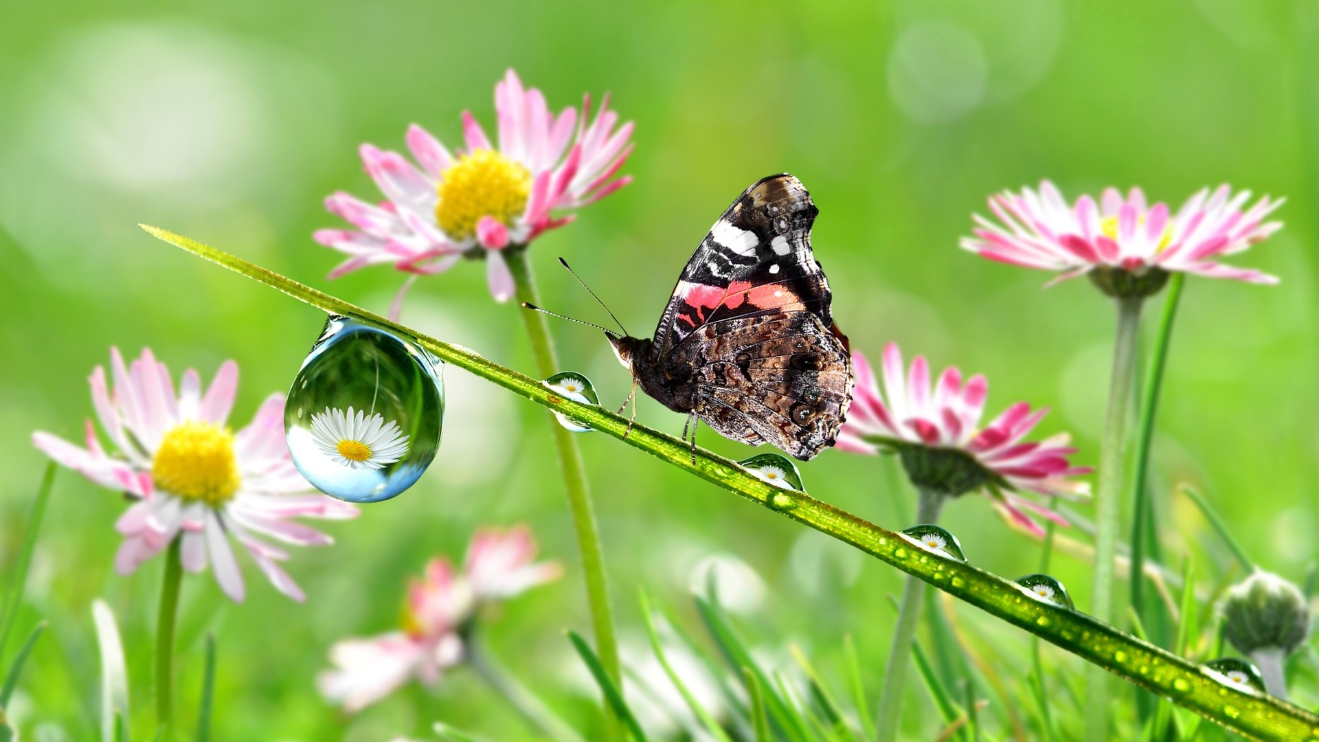 Vanessa atalanta, Farfalla, Margherite, Goccia d'acqua, Prato, wallpaper Android