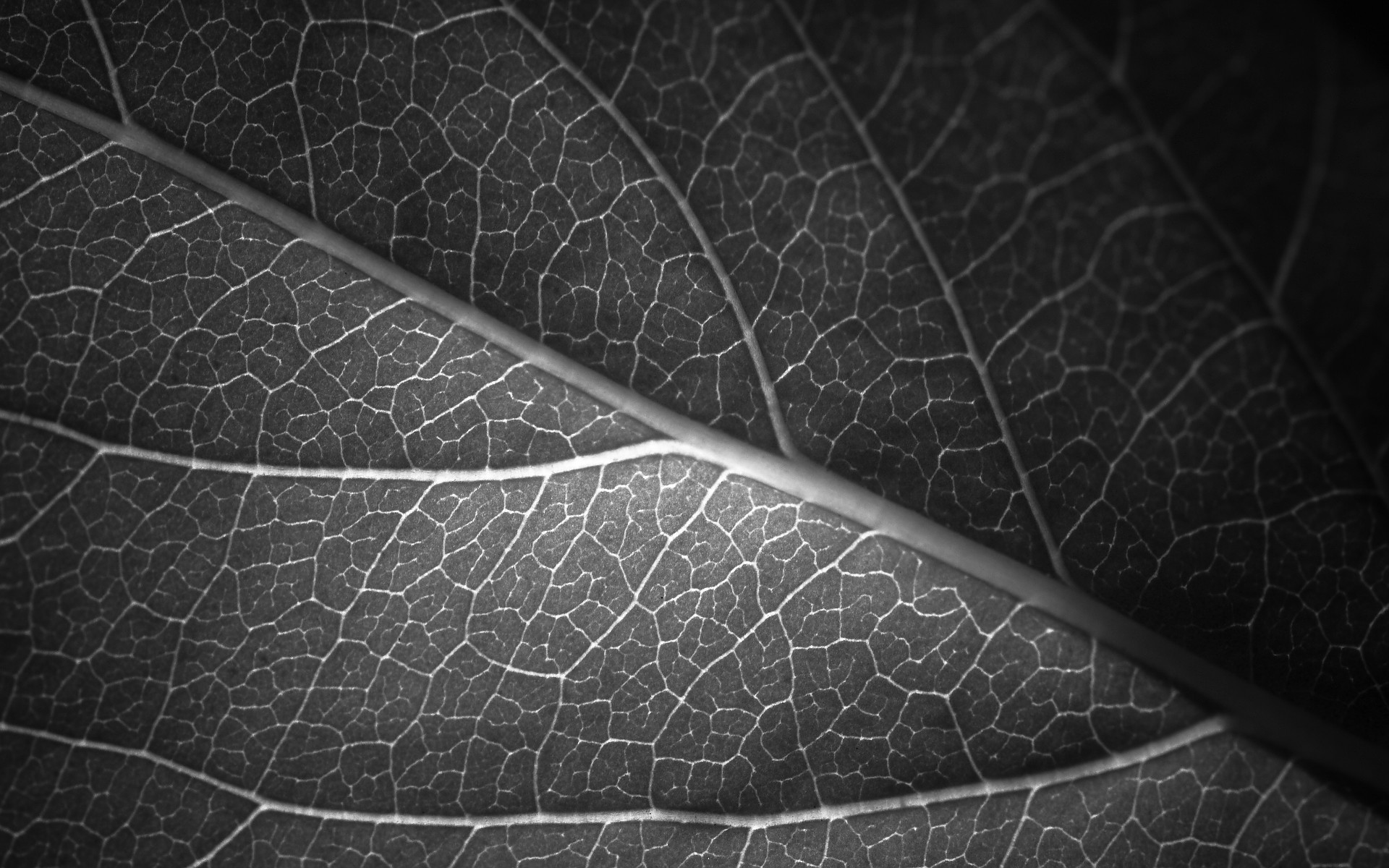 Foglia, Venature, Macro, Bianco e nero, 1920x1200, immagine di sfondo