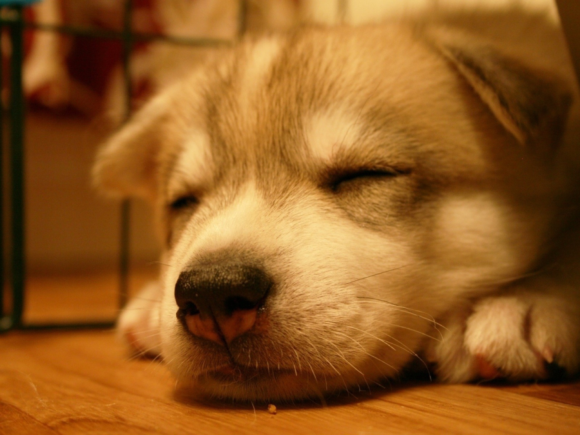 Cucciolo, Cane che dorme, Luce calda, sfondo per iPad e tablet