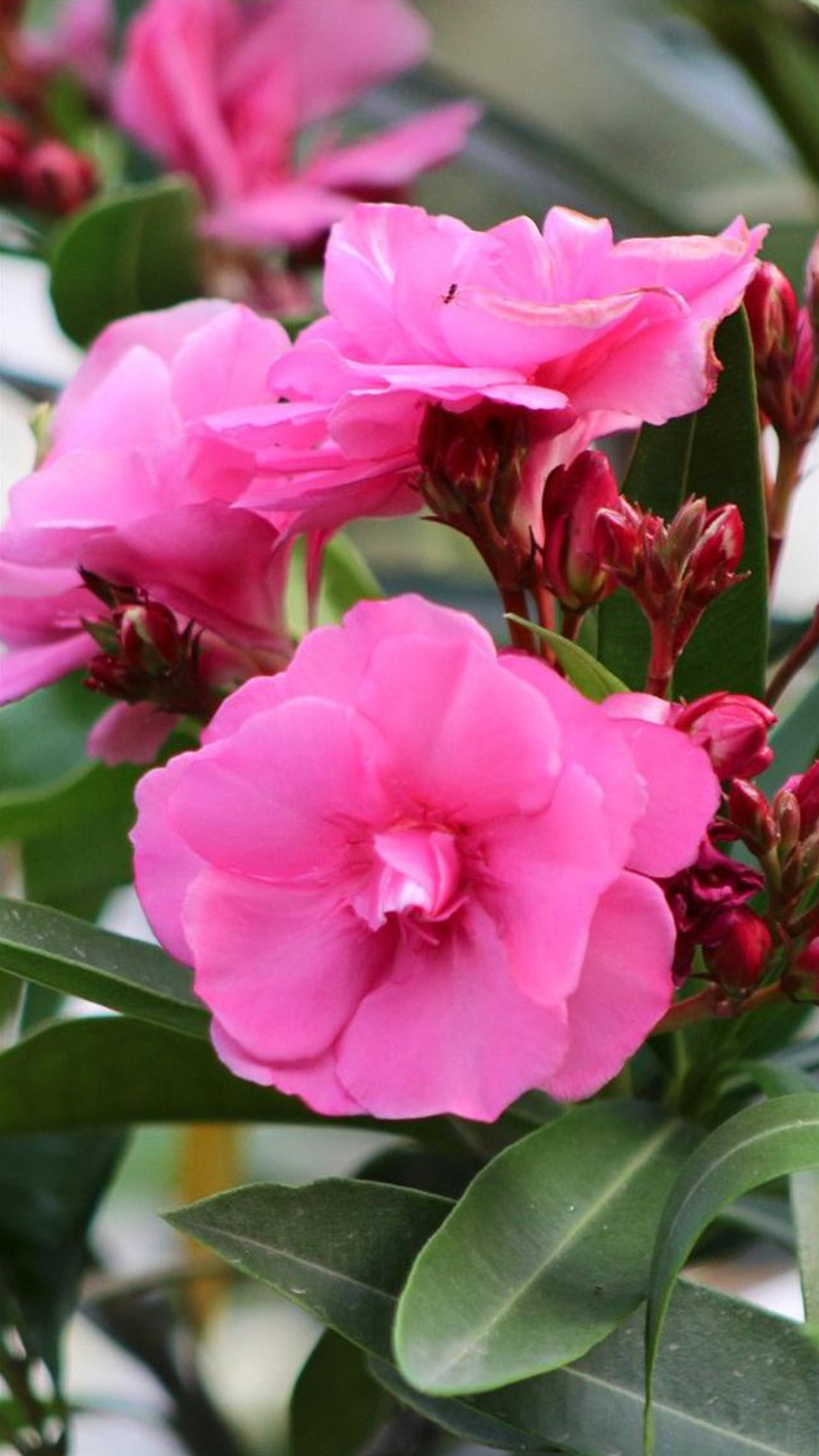 Oleandro, Fiori rosa, Foglie, wallpaper iPhone