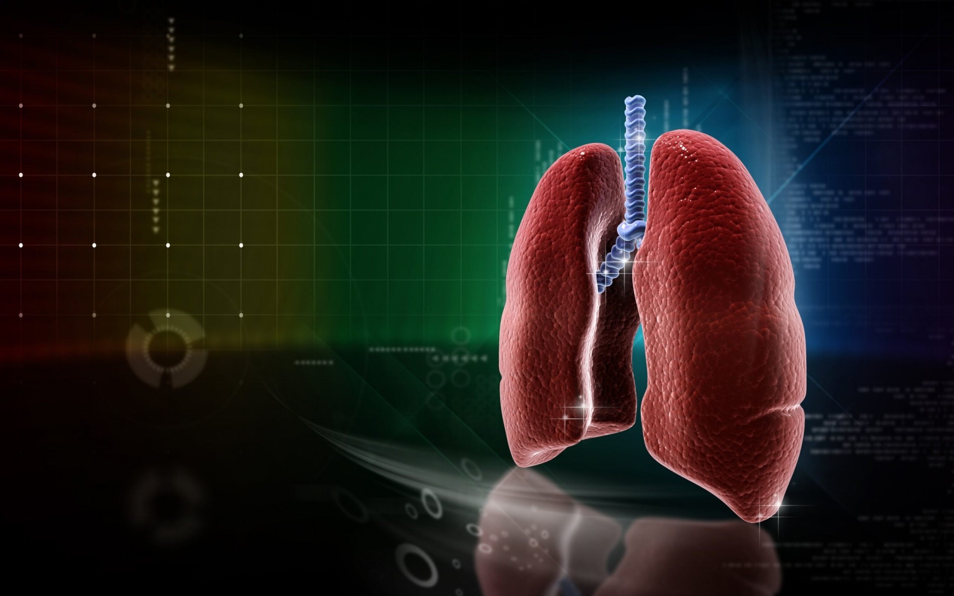Polmoni, Trachea, Anatomia, 3D, 1920x1200, sfondo MacBook Pro