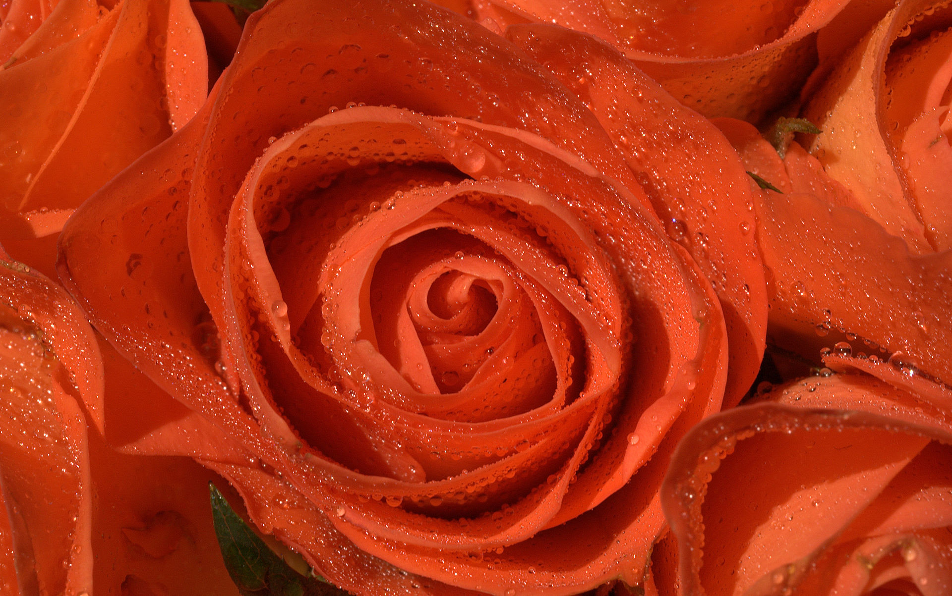 Rosa arancione, Gocce d'acqua, Primo piano, 16:10 Full HD, sfondo widescreen