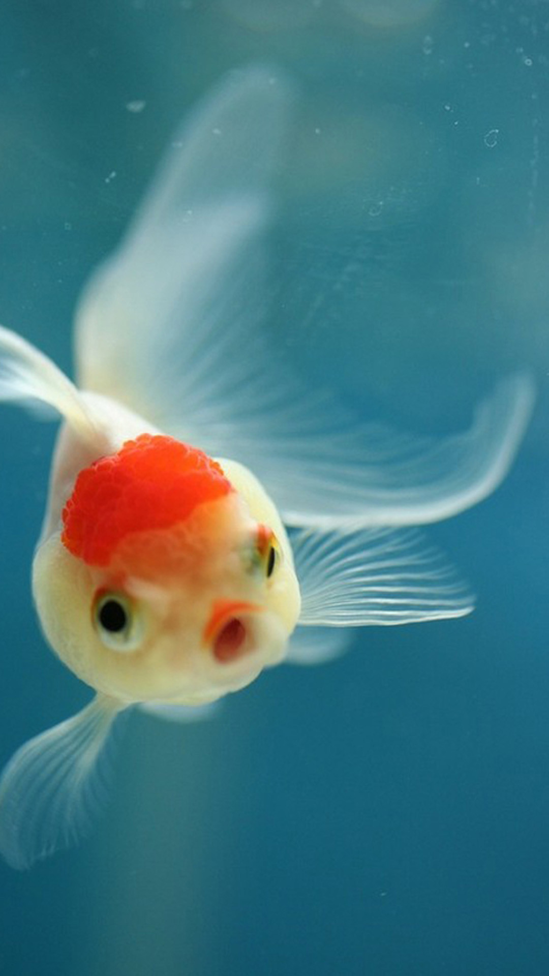 Pesce rosso, Acquario, Azzurro, Pesce, sfondo iPhone 7
