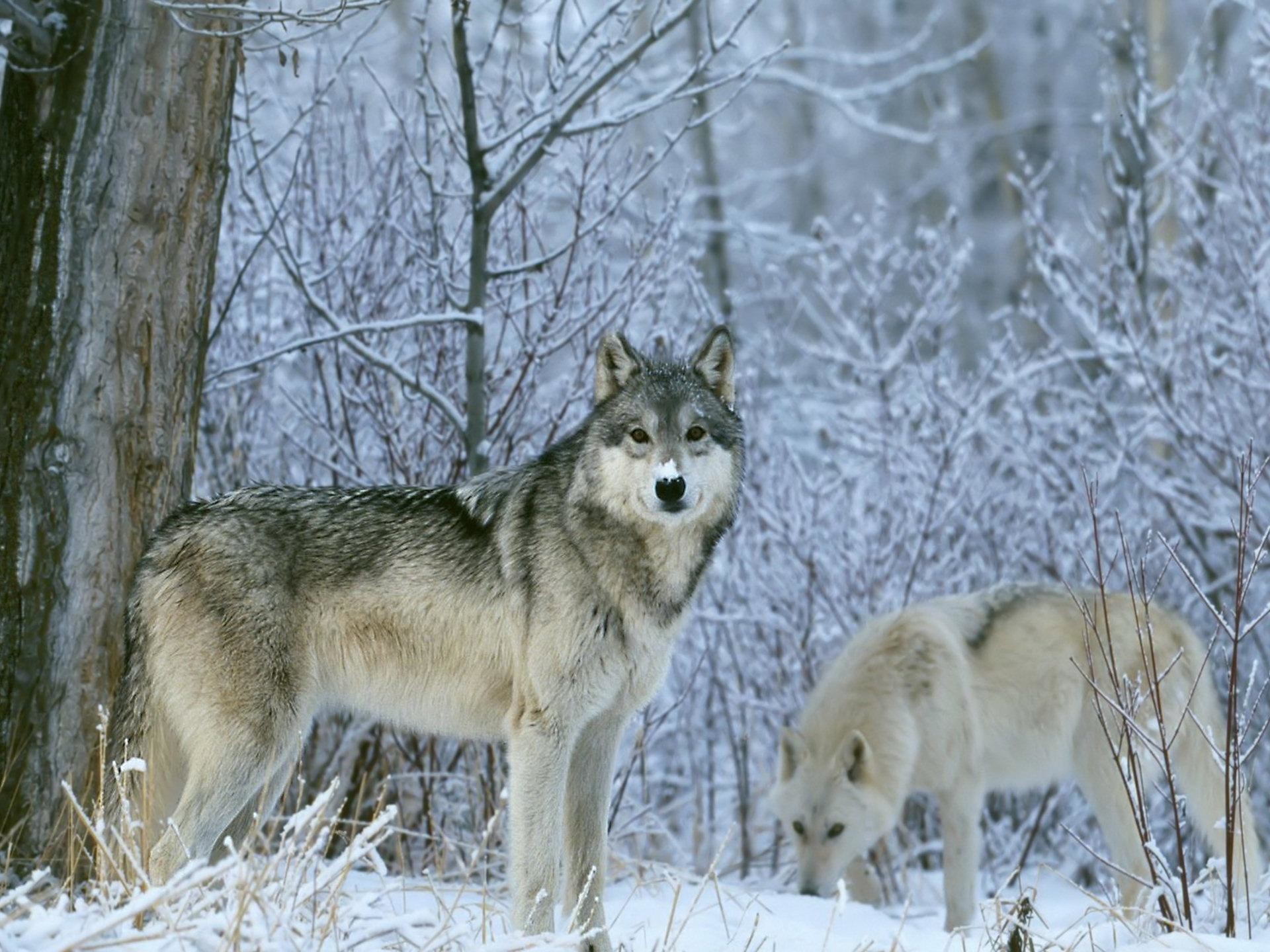 Lupi, Bosco innevato, Animale selvatico, Neve, Full HD, wallpaper per desktop