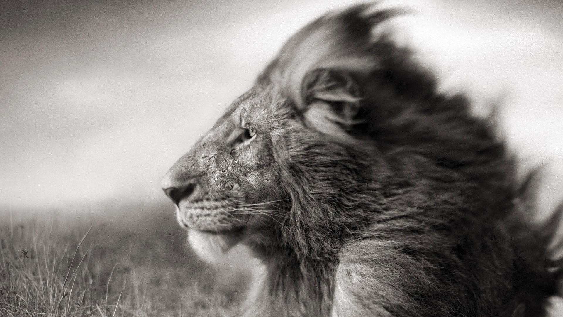 Leone, Profilo, Vento, Bianco e nero, 16:9 Full HD, sfondo widescreen