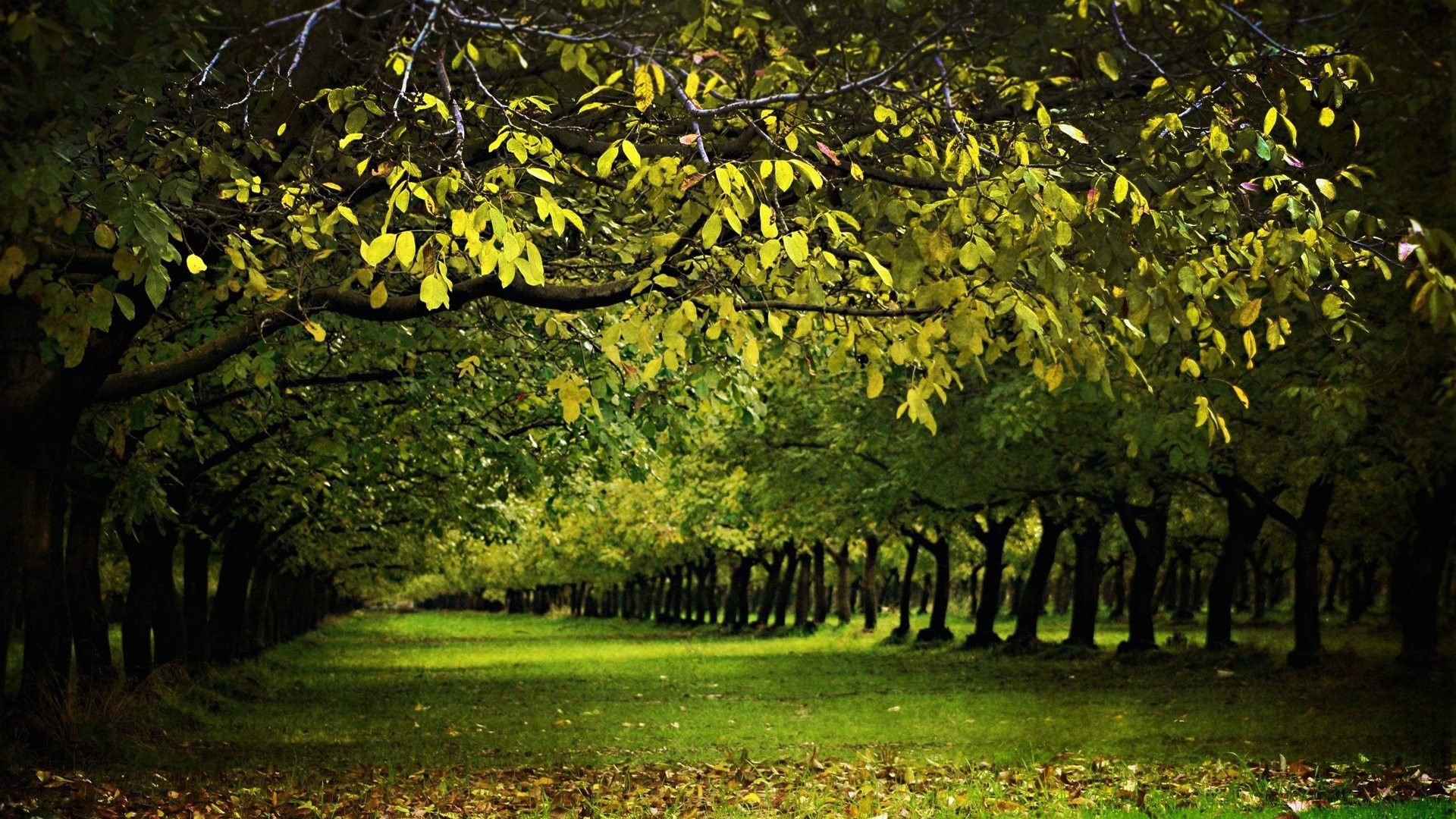 Viale alberato, Filari di alberi, Prato, Foglie gialle, Autunno, sfondo desktop Full HD