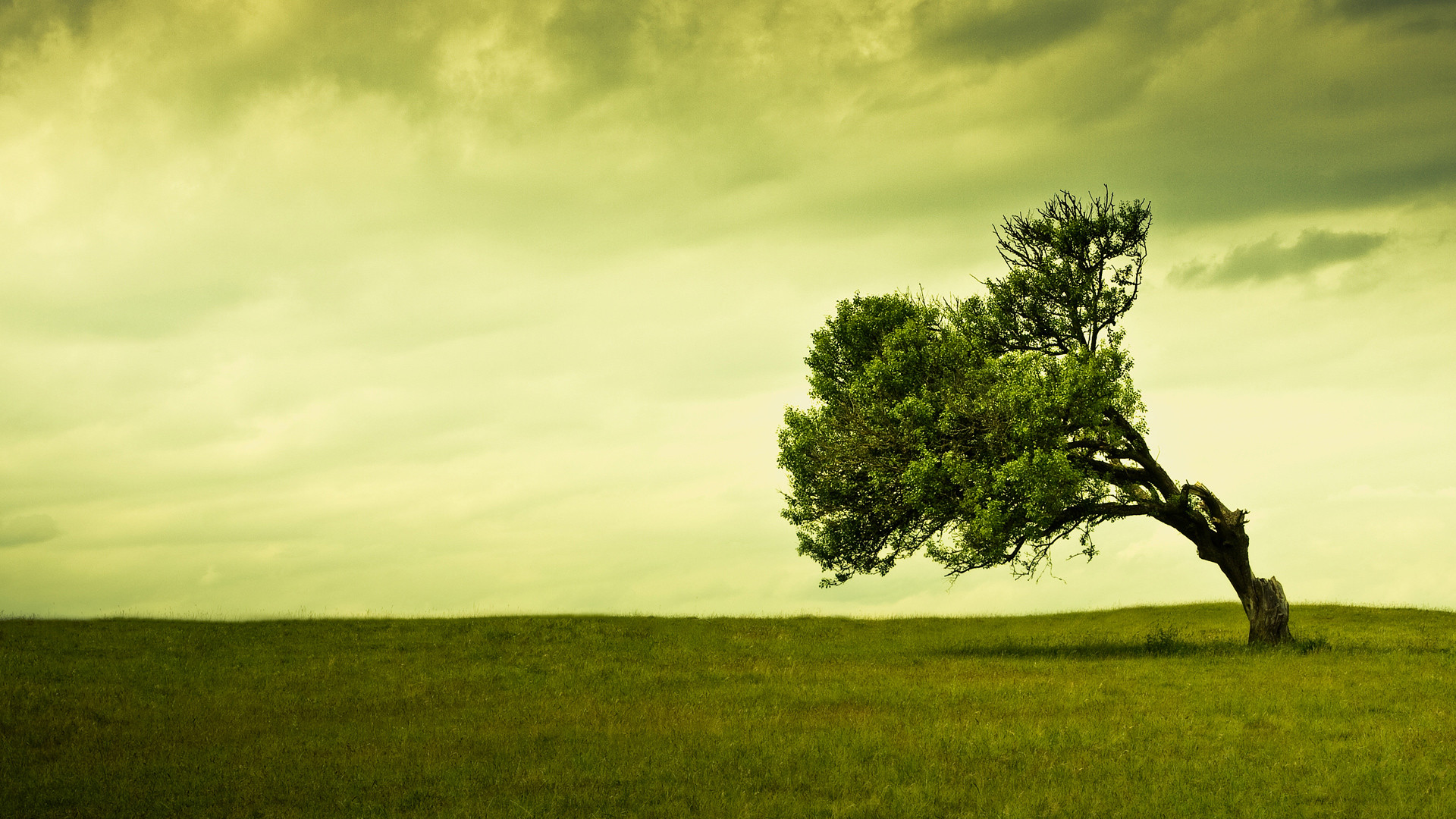 Albero solitario, Vento, Prato, Cielo verde, Full HD, sfondo per PC e portatile
