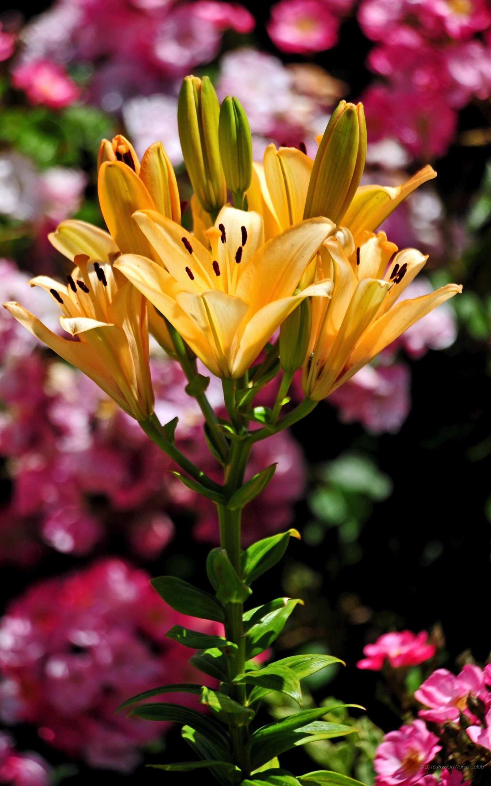Gigli, Fiori arancioni, Fiori rosa, QHD+, wallpaper per cellulare
