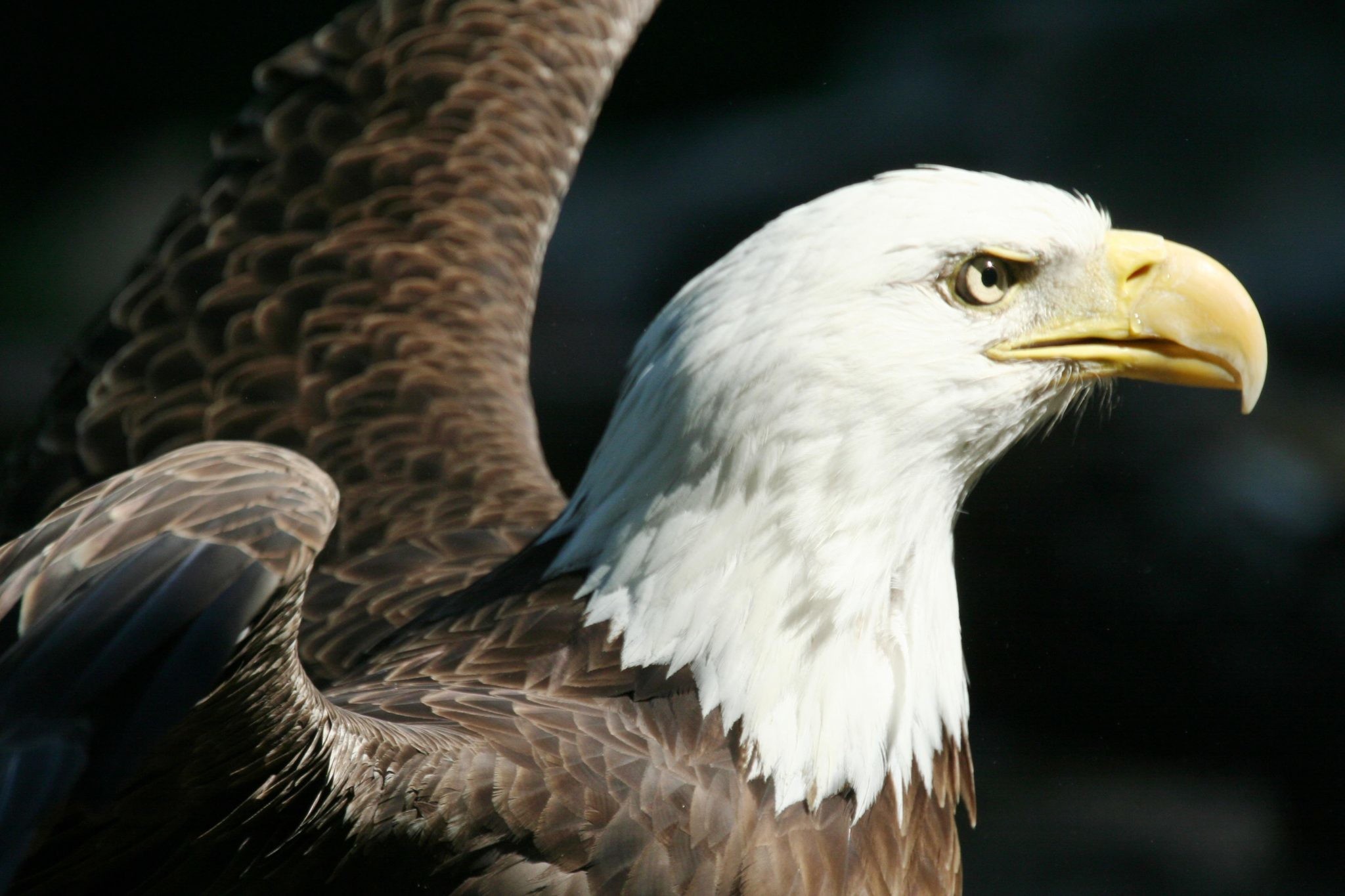 Aquila calva, Ali, Rapace, Sfondo scuro, Full HD, wallpaper per portatile
