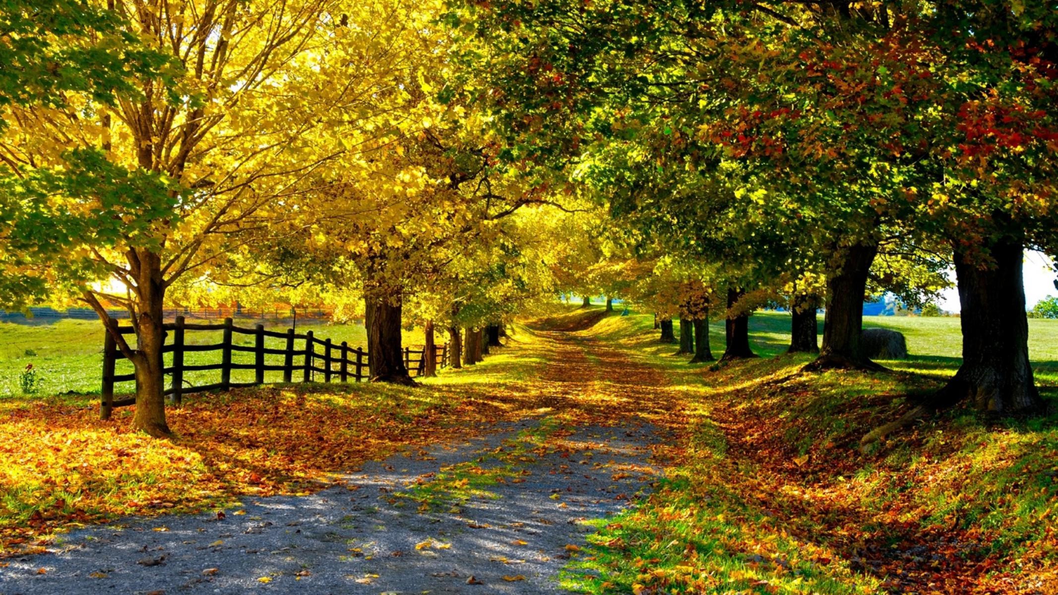 Viale alberato, Autunno, Foglie, Staccionata, Parco, Full HD, sfondo per desktop
