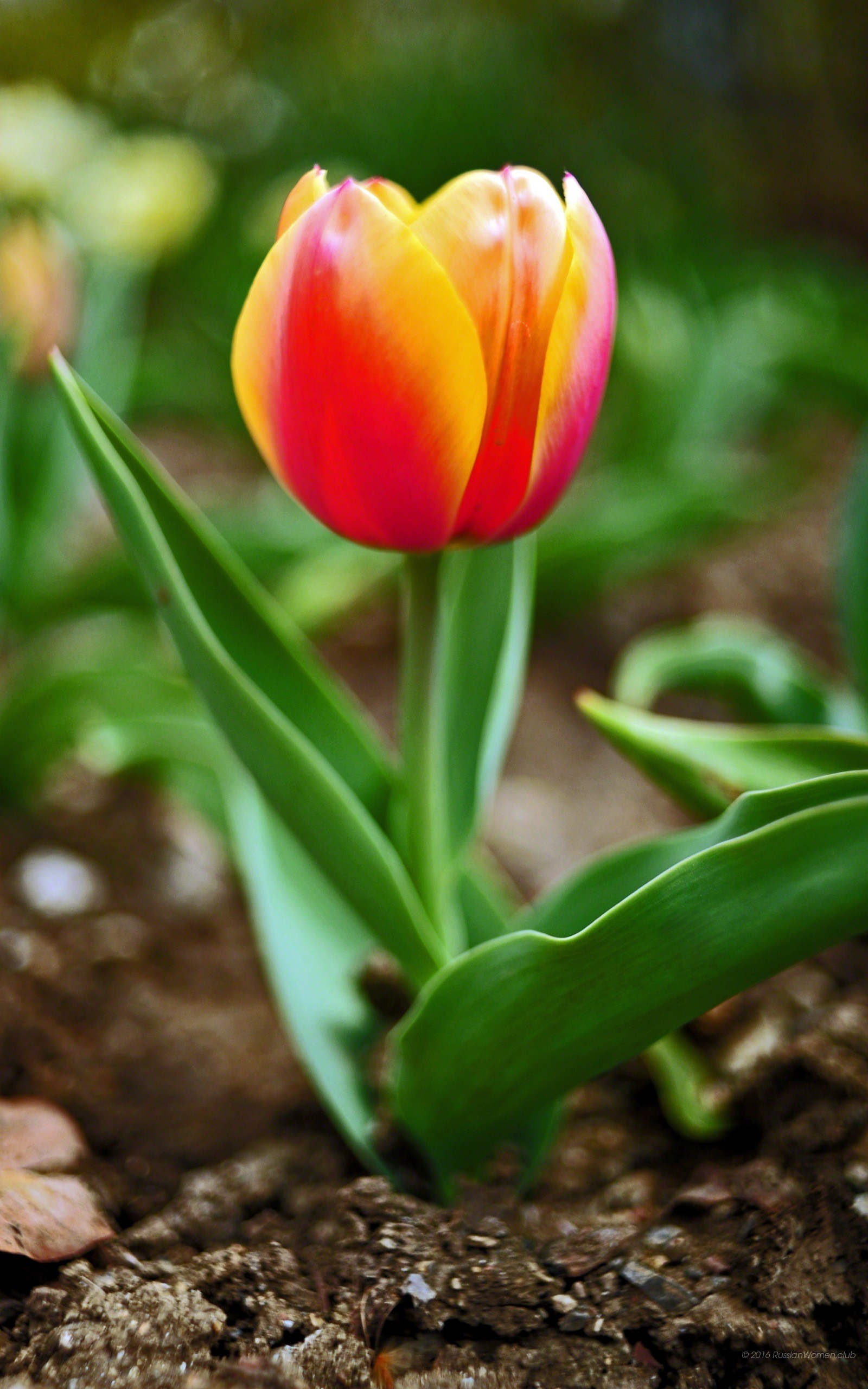 Tulipano, Rosso e giallo, Terra, Primavera, sfondo per il tuo desktop