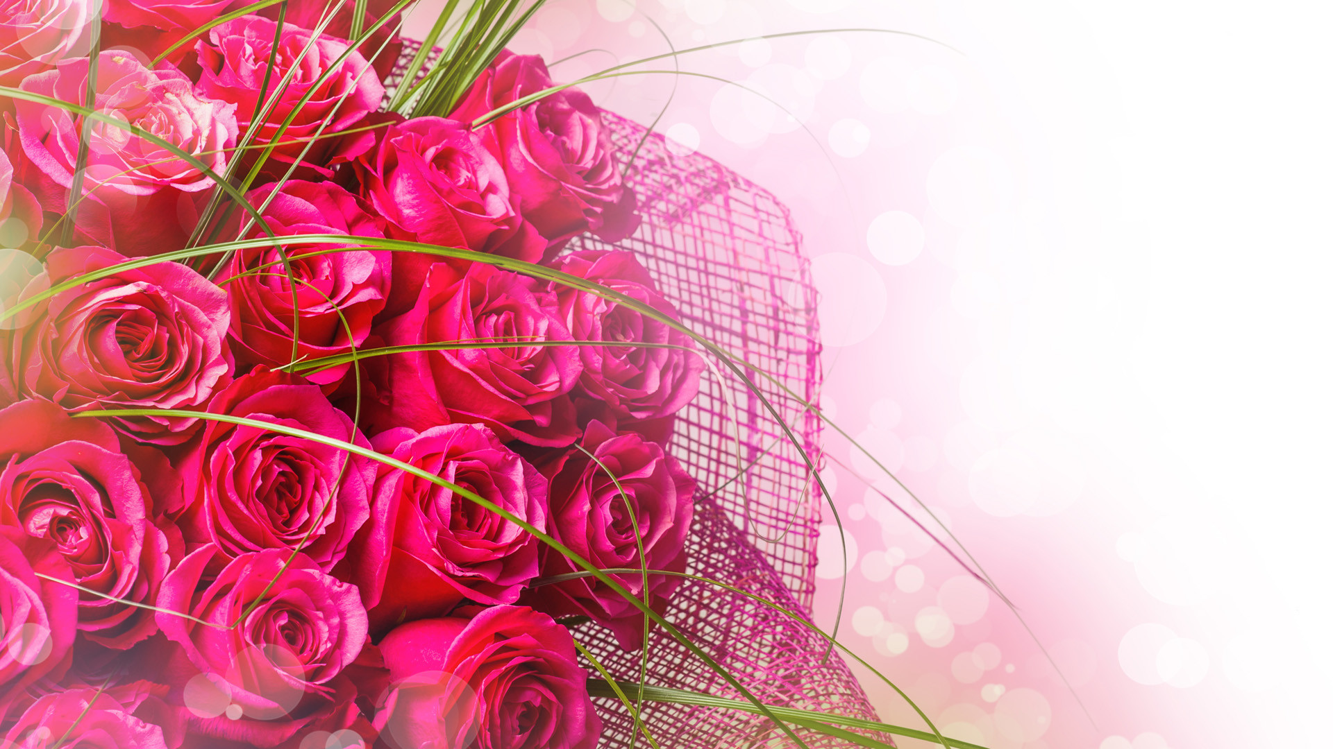 Rose fucsia, Bouquet, Sfondo bianco, Full HD, wallpaper per PC