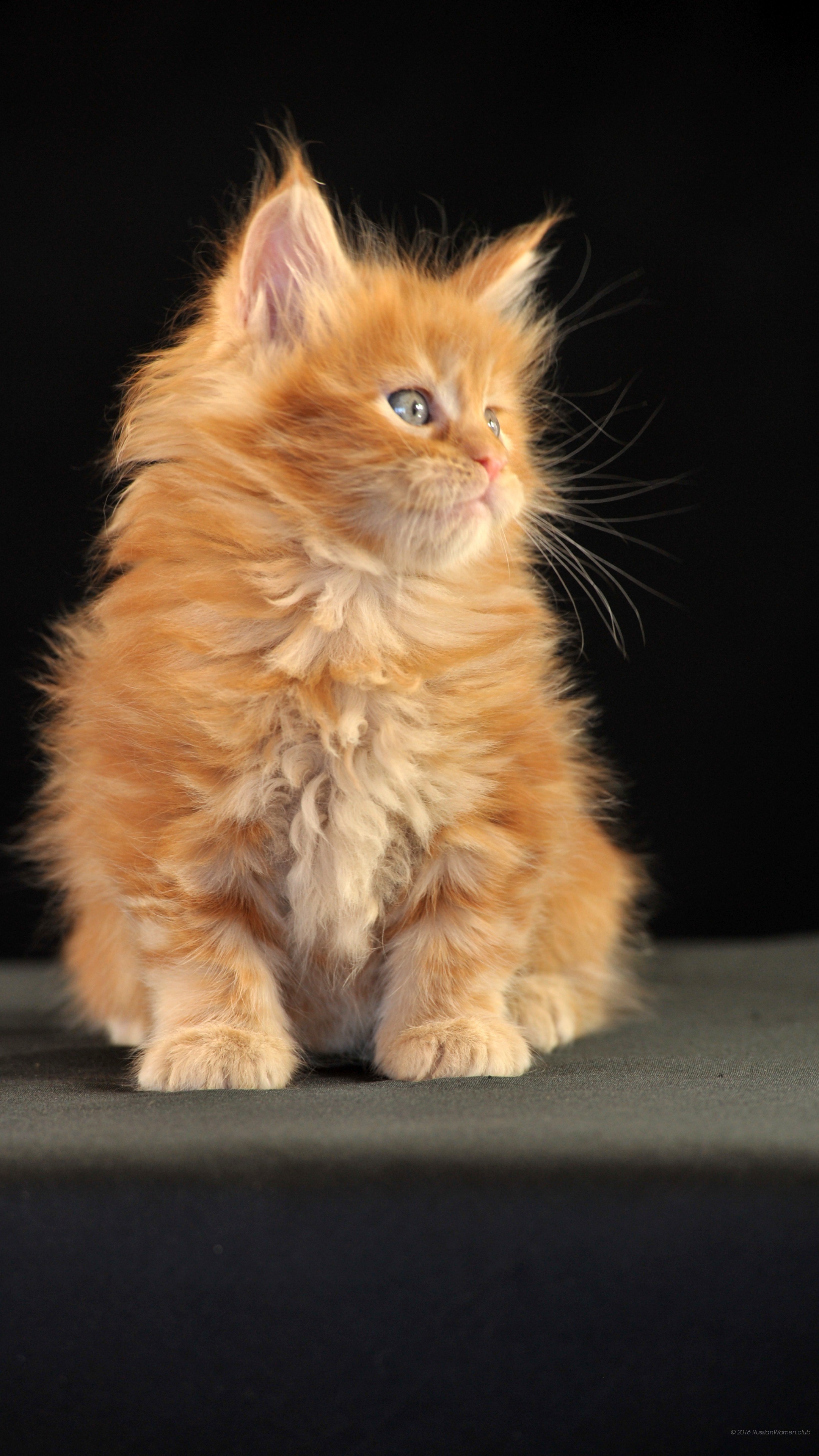 Gattino rosso, Maine Coon, Sfondo nero, QHD+, schermata di blocco del cellulare