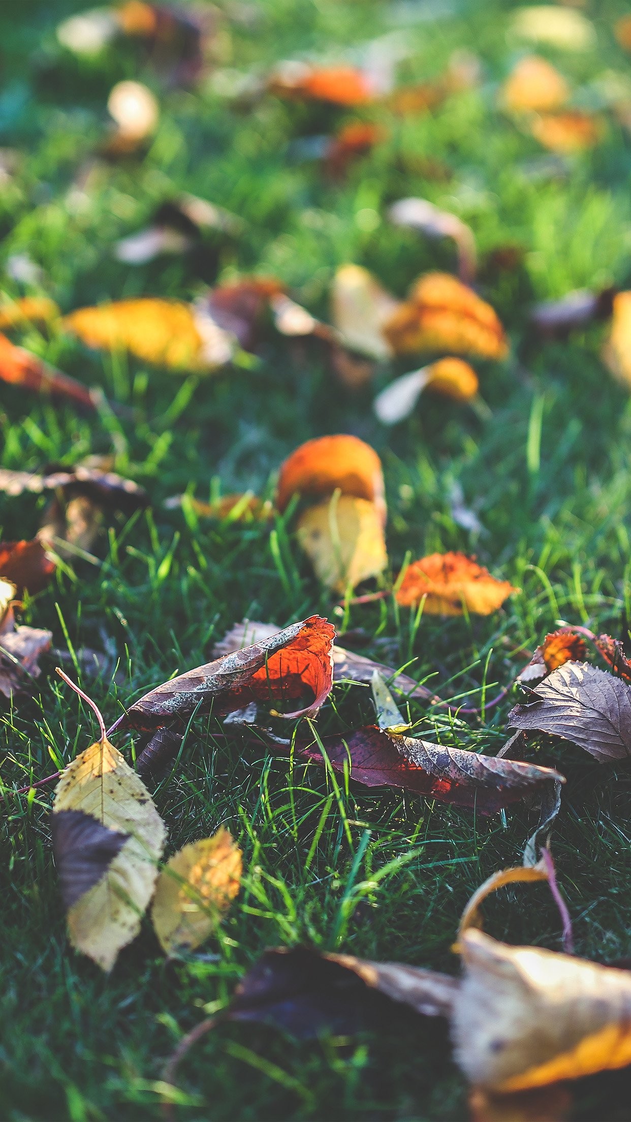 Foglie autunnali, Prato, Autunno, sfondo smartphone