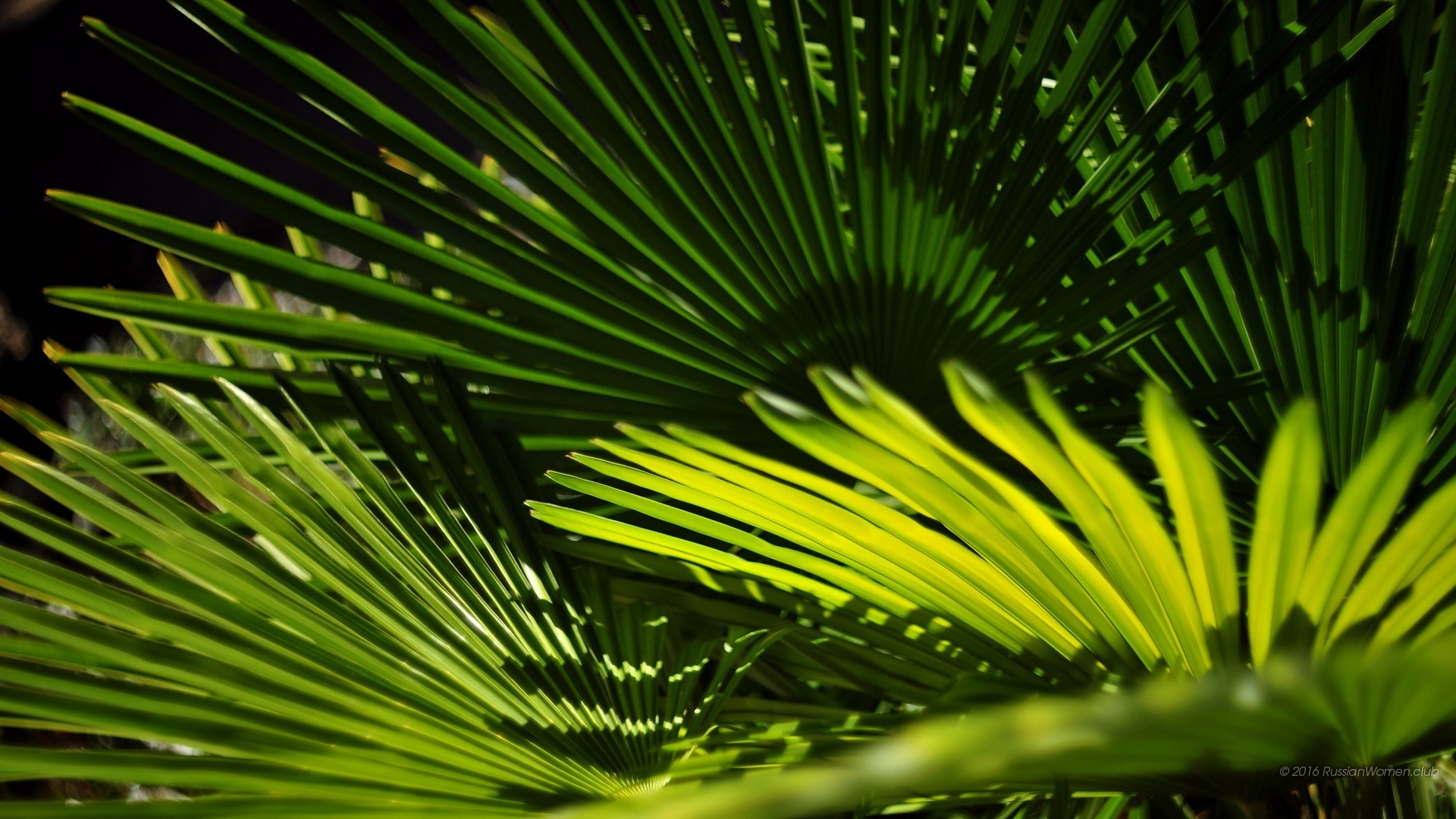 Foglie di palma, Verde, Primo piano, 1920x1080, immagine di sfondo
