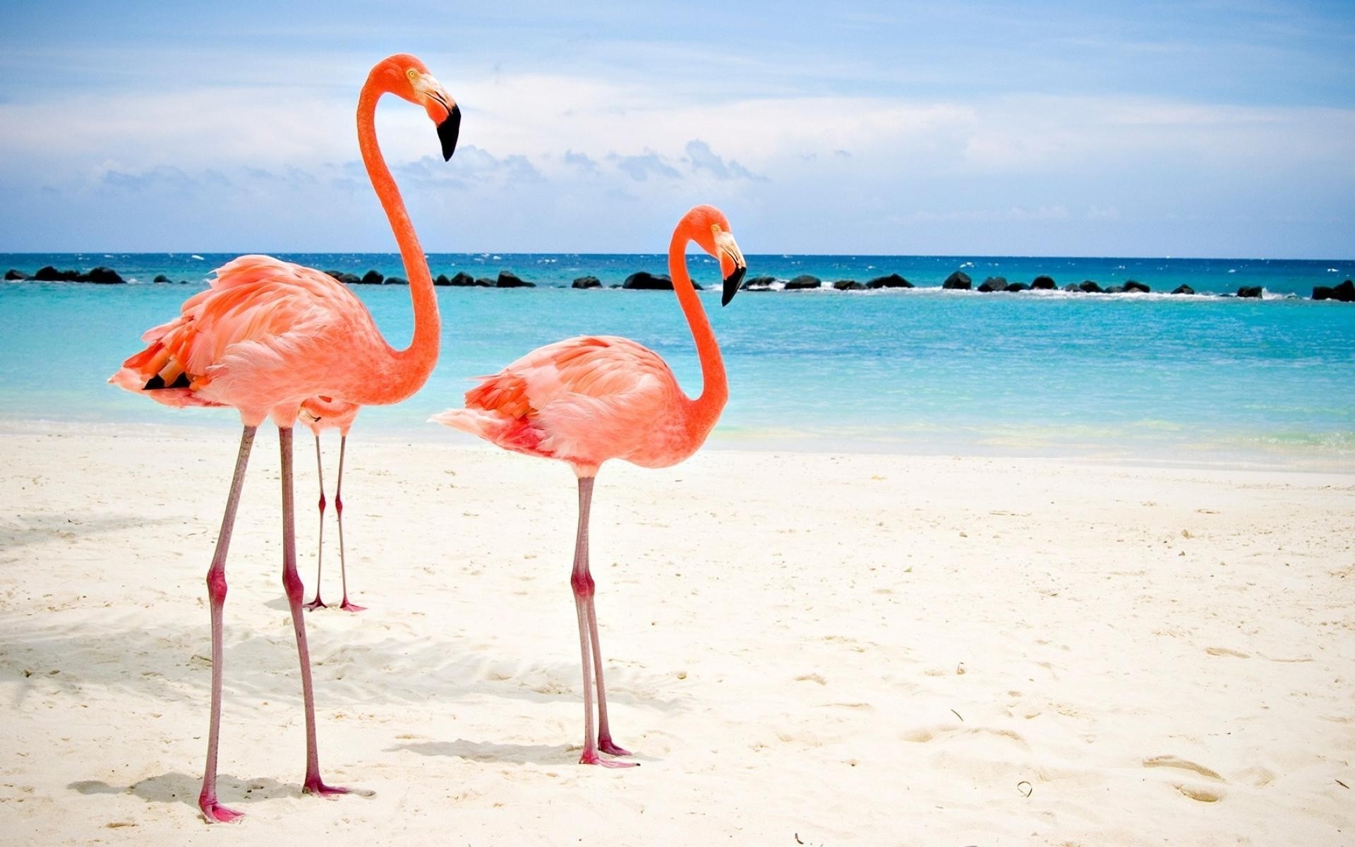 Fenicottero rosa, Aruba, Spiaggia, Mare caraibico, Sabbia bianca, wallpaper 1920x1200
