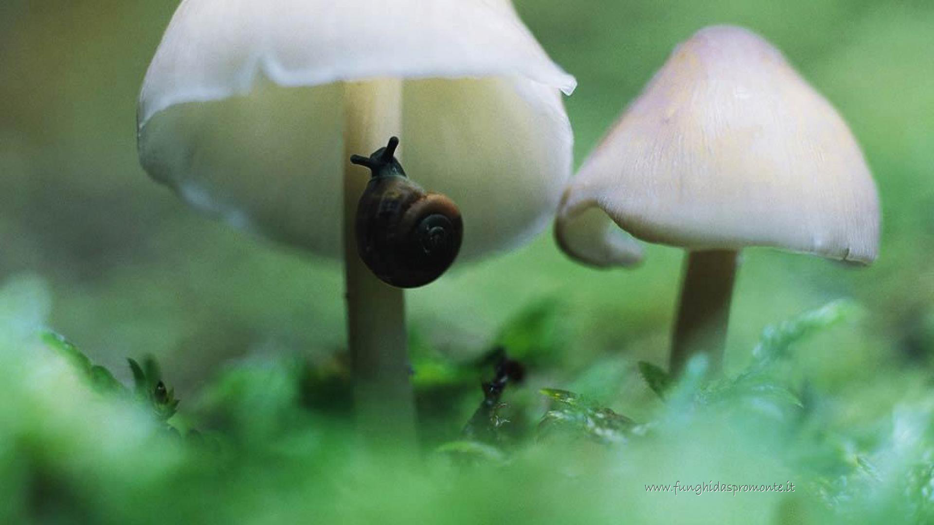 Funghi, Lumaca, Macro, Verde, Natura, Full HD, sfondo per il tuo desktop