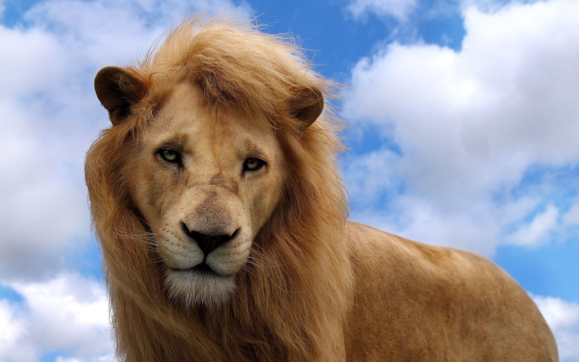 Leone, Nuvole, Cielo blu, Ritratto, Full HD, sfondo Windows 11
