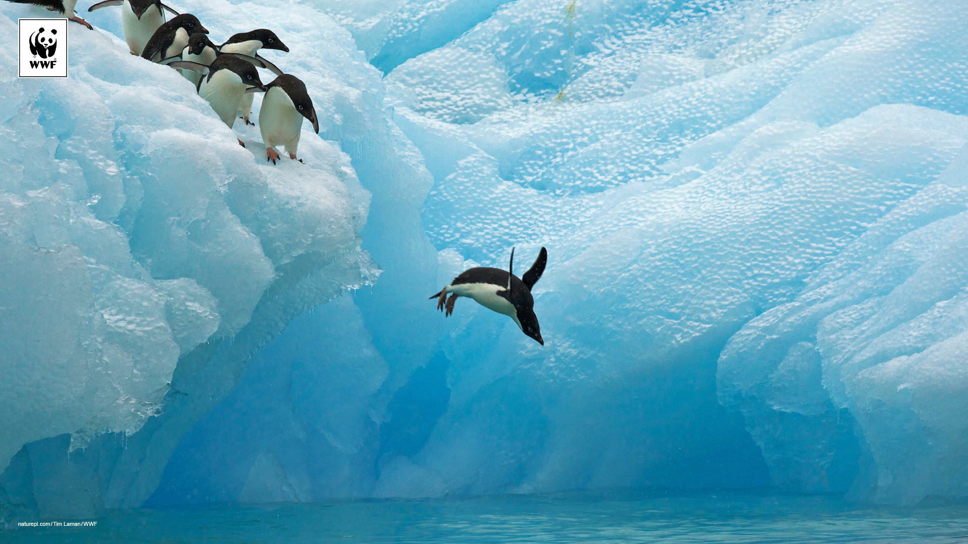Pinguini, Iceberg, Ghiaccio, Antartide, Tuffo, 1920x1080, wallpaper desktop