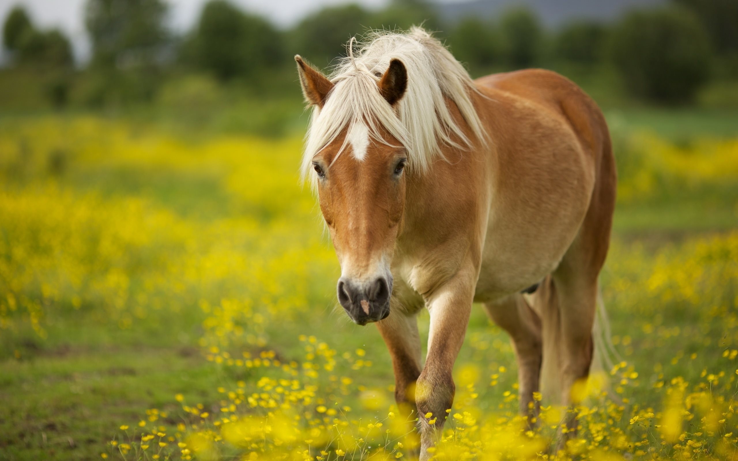 Avelignese, Haflinger, Prato fiorito, Criniera bionda, 2K, sfondo per portatile
