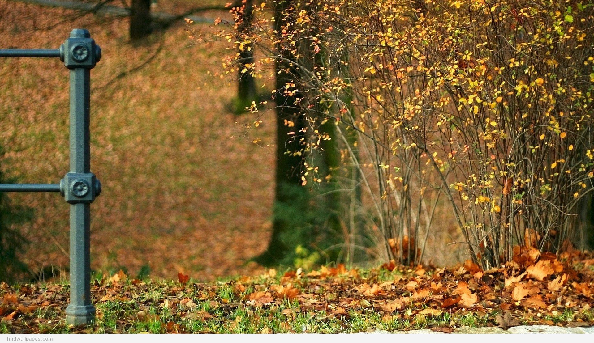 Parco, Autunno, Foglie, Ringhiera, Full HD, sfondo per desktop
