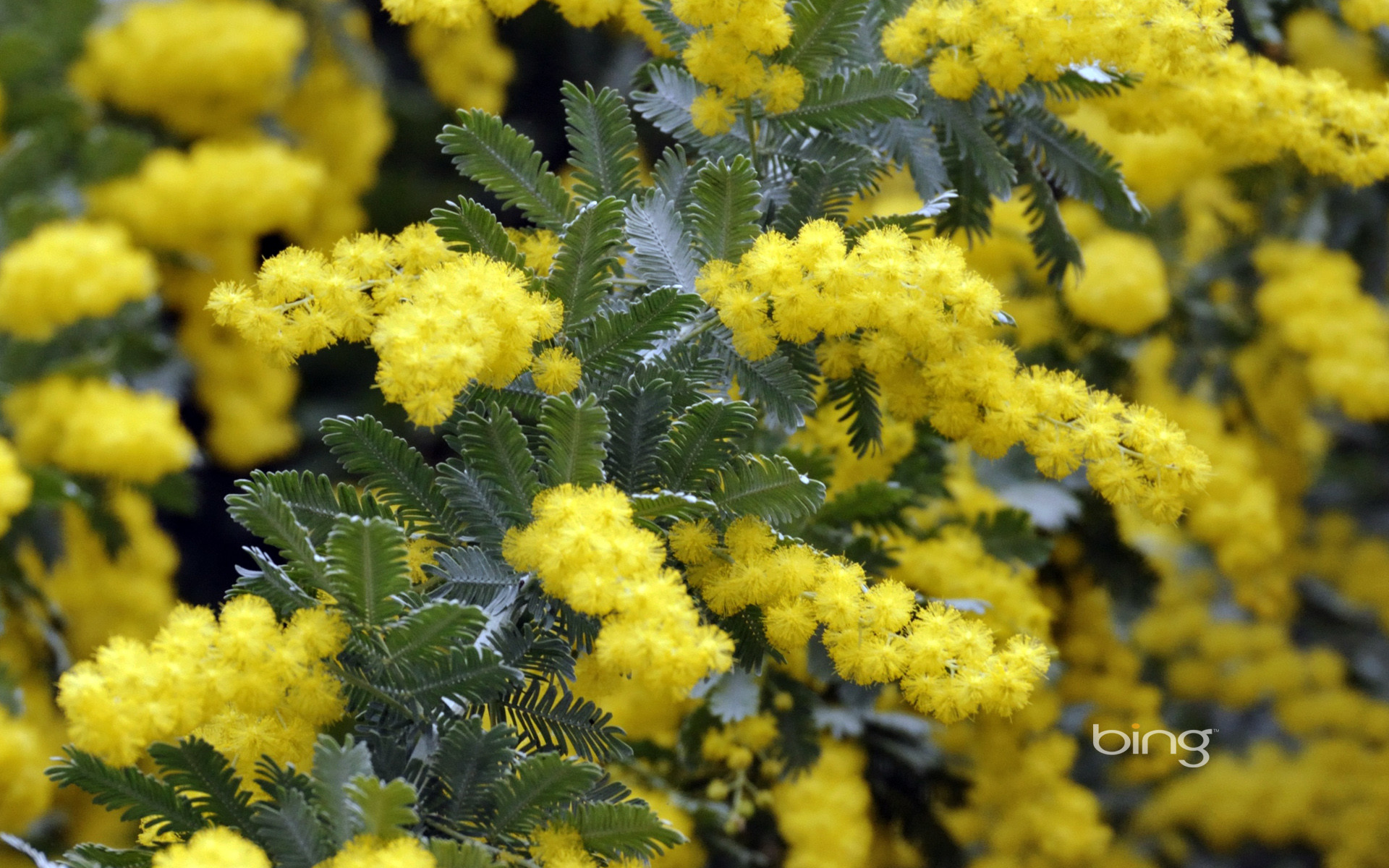 Mimosa, Giallo, Foglie, Primavera, 1920x1200, sfondo per PC