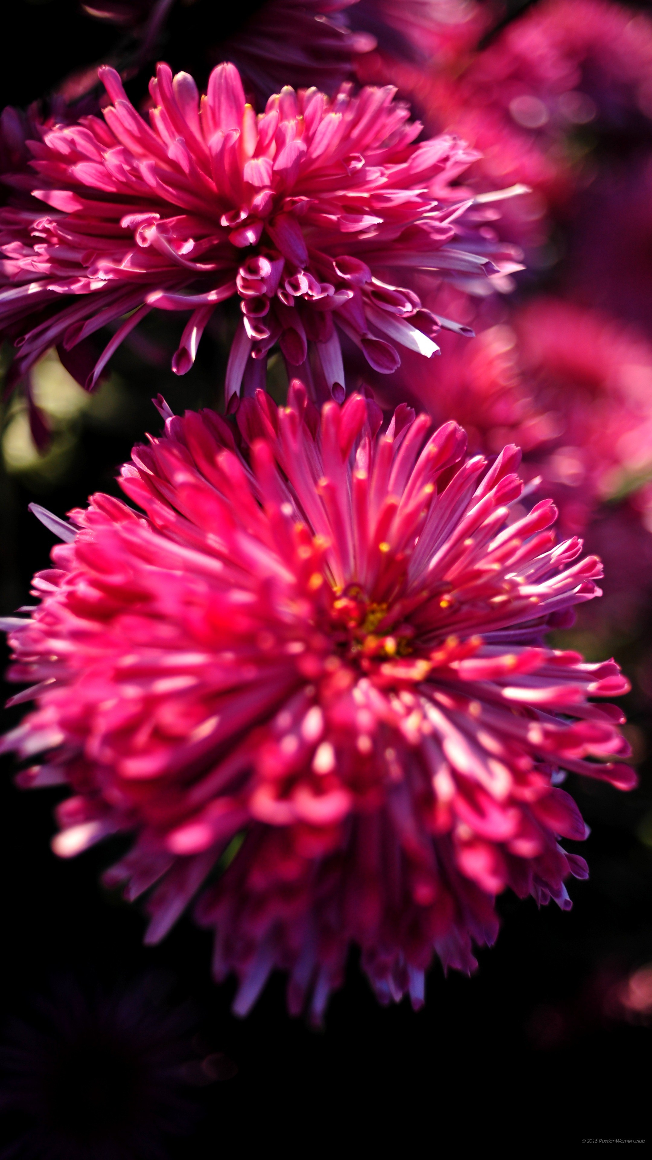 Crisantemi, Fiori fucsia, Sfondo scuro, schermata Home del cellulare
